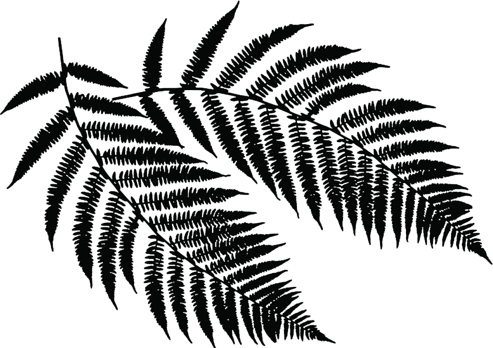 Silhouette of fern leaves against a dark background.