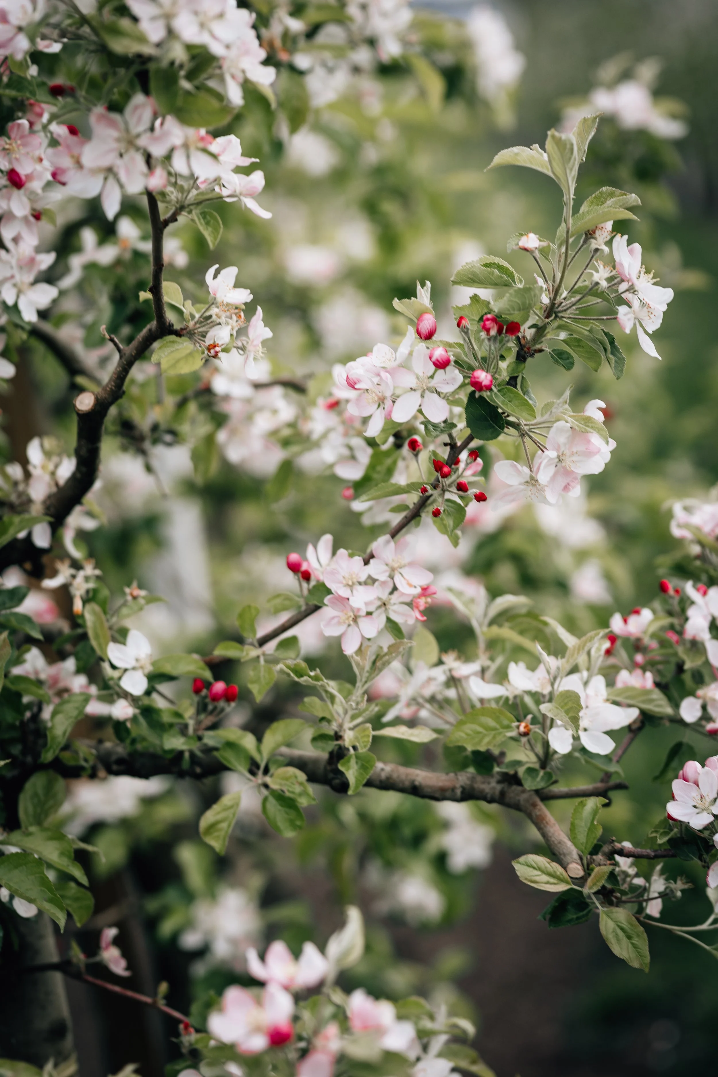 Blühender Apfelbaum mit weißen und rosafarbenen Blüten und roten Knospen, grünen Blättern, im Garten.