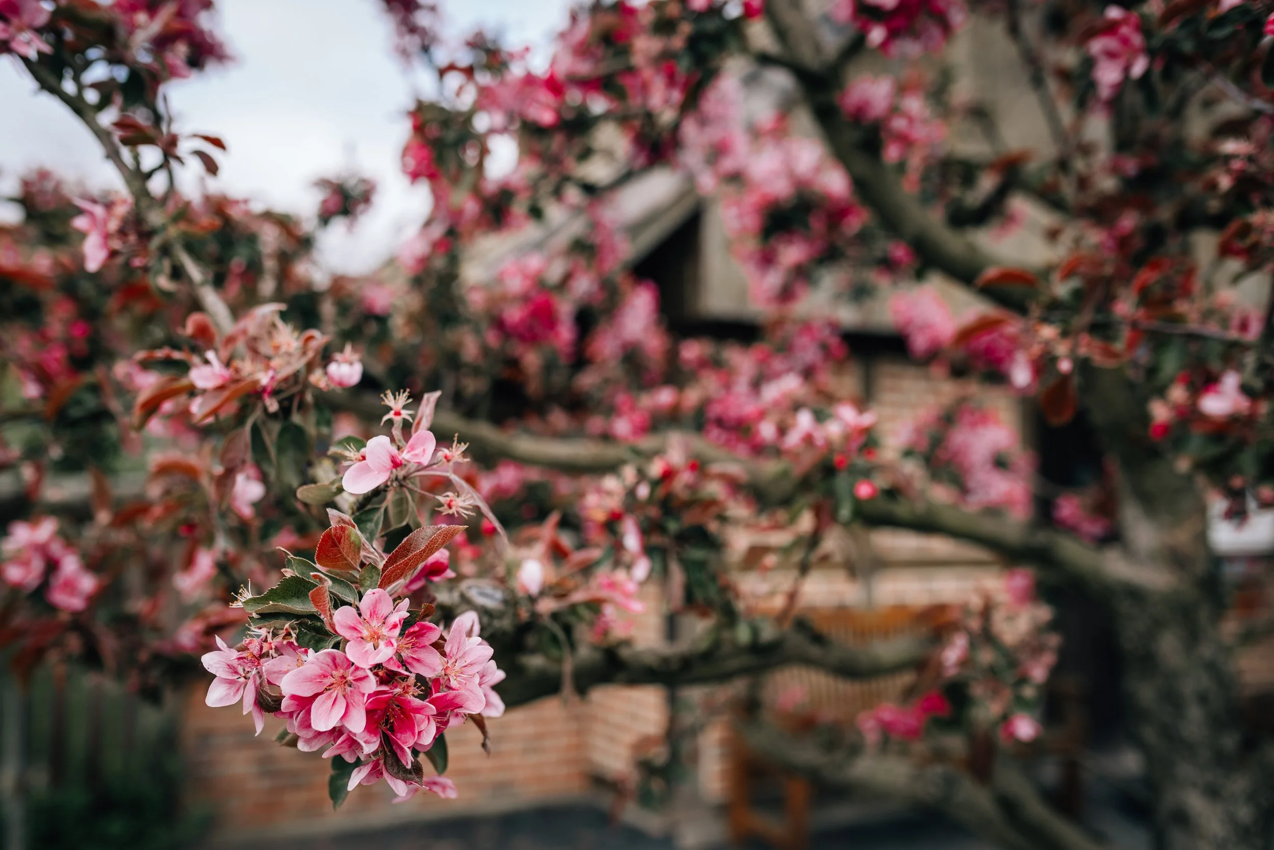 Blühender Baum mit rosa Blüten vor einem Haus mit Ziegelmauer.