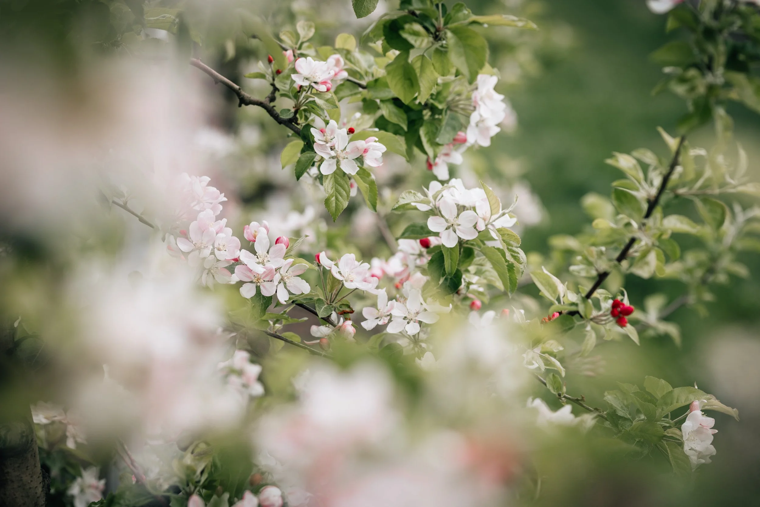 Schwarzbäume mit weißen und rosa Blüten sowie einigen roten Beeren, umgeben von grünen Blättern.