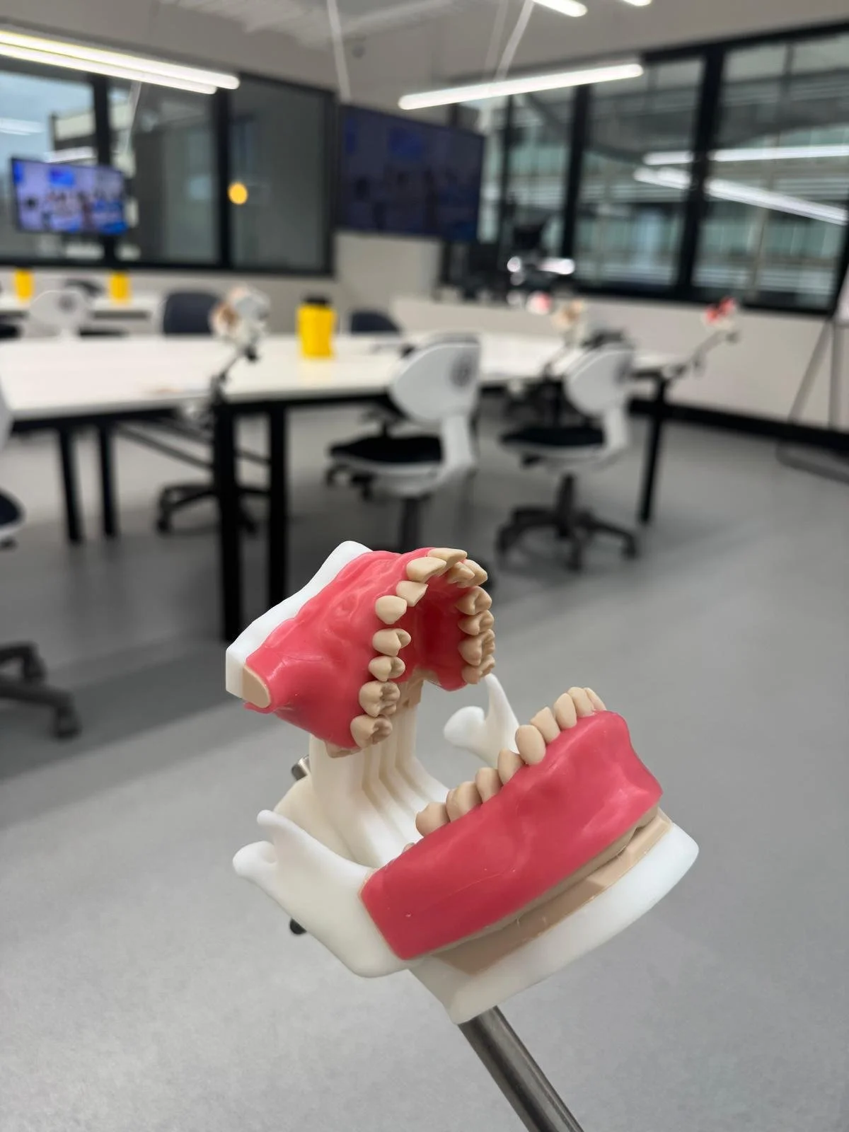 Model of human teeth with gums and jaw, held in a desktop bracket, in a modern office conference room with chairs, tables, and large windows. This is the training facility of Dr Chris Ho in Chatswood, the Australasian College of Dental Practitioners