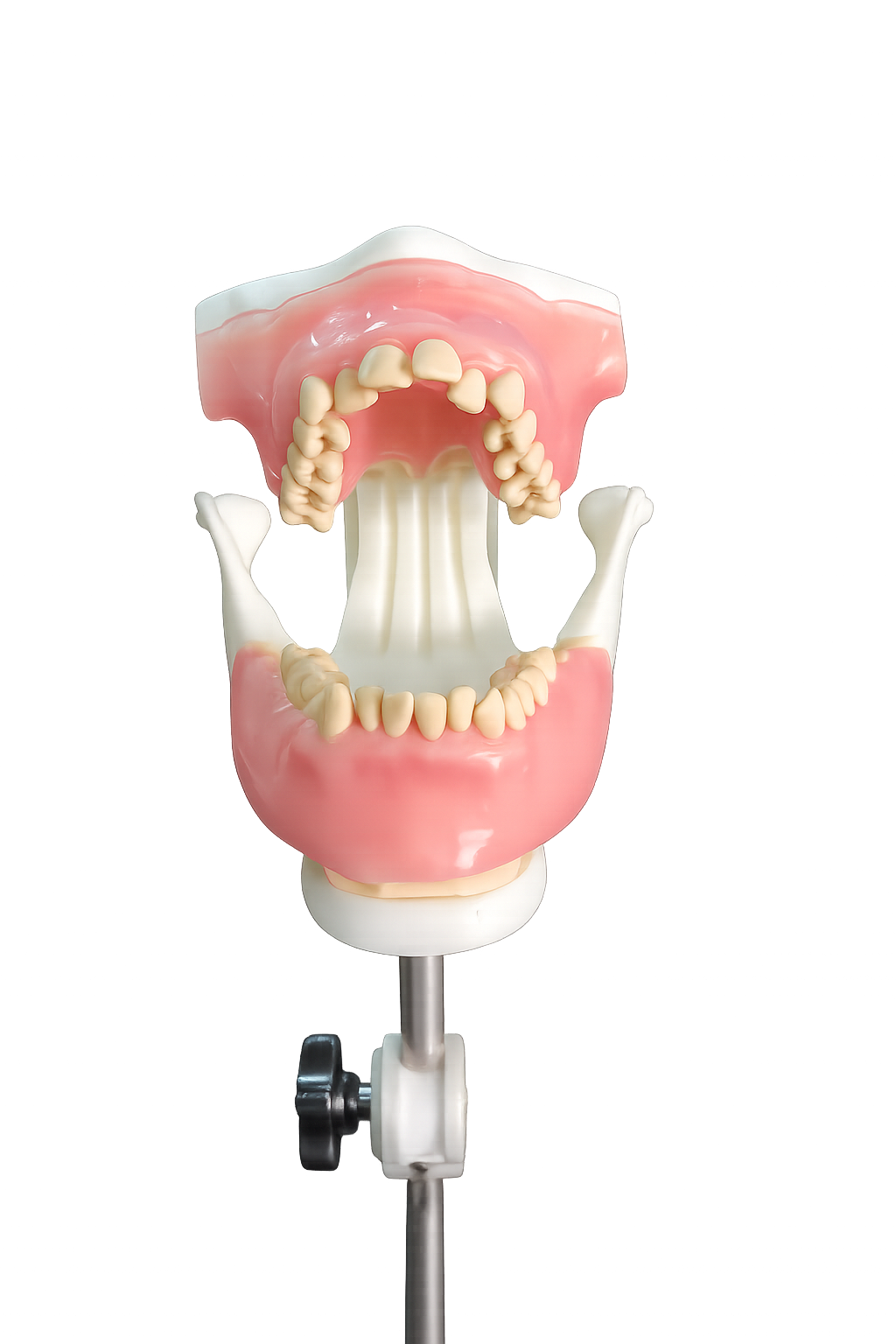 An anatomical model of a human mouth with upper and lower teeth, gums, and tongue, mounted on a stand. Oratomic4d Model based on real true to life typodont model
