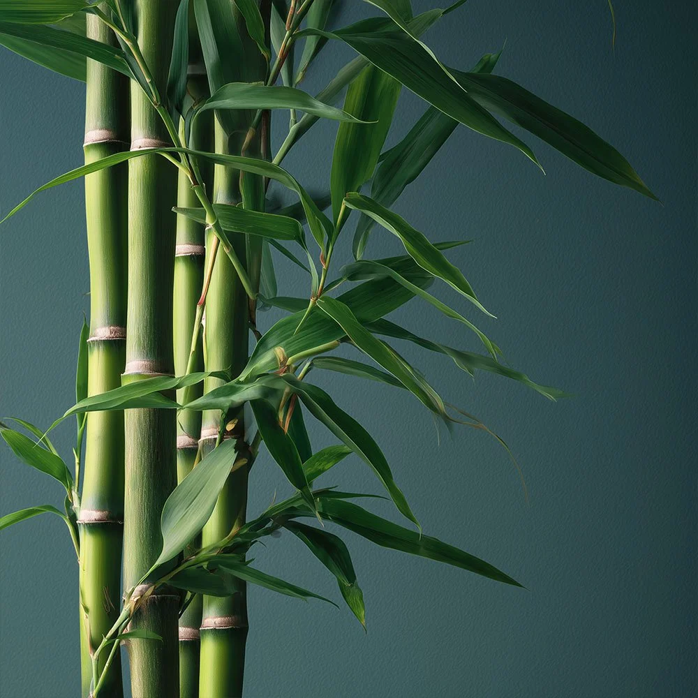 Close-up of a bamboo plant with green stalks and leaves against a dark background.