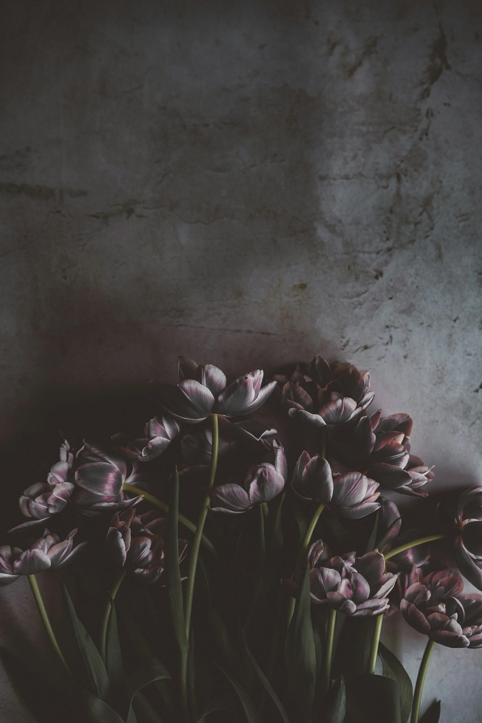 A bunch of dark purple and black tulips with green stems, against a gray textured wall background.