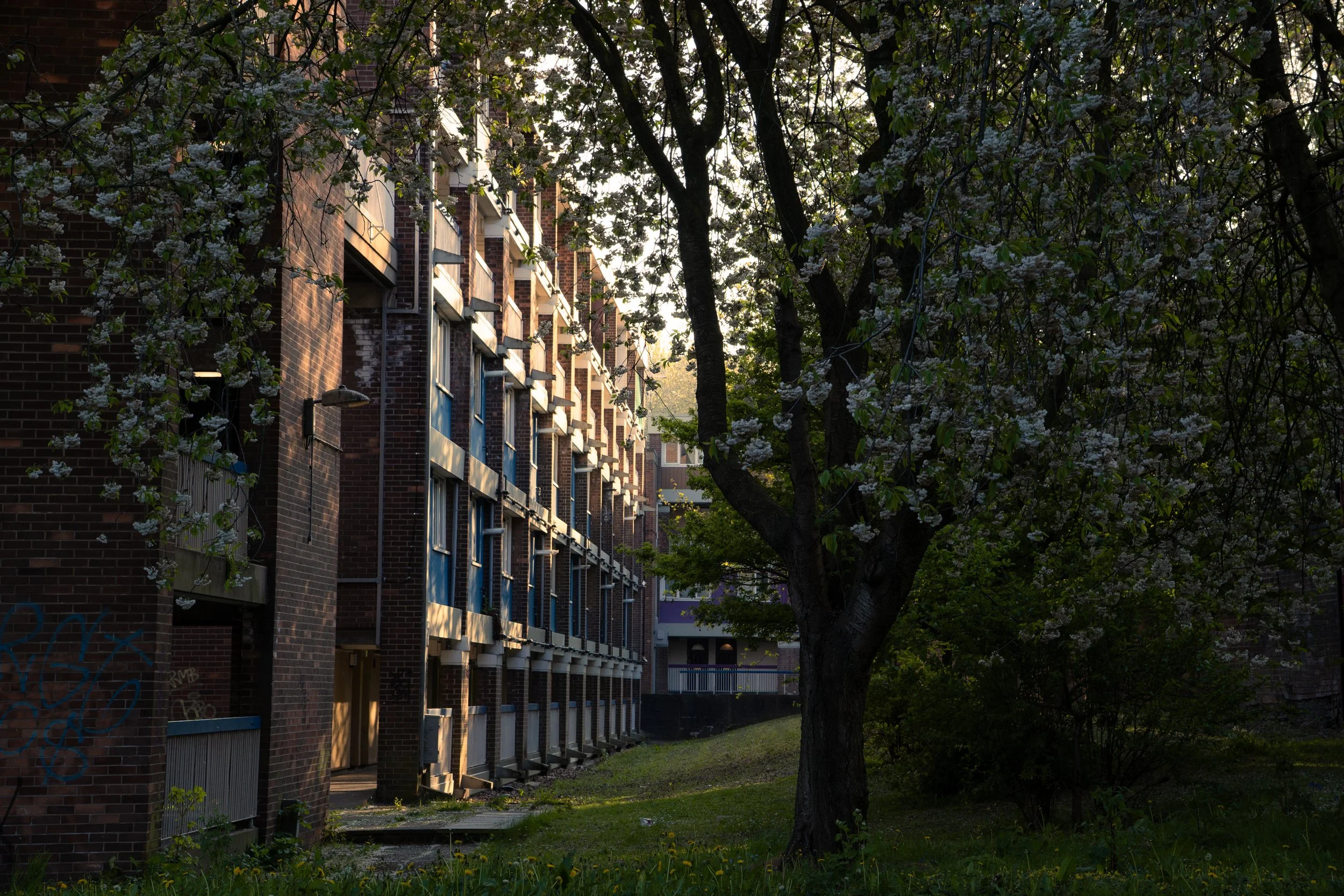 A brick apartment building with balconies, partially obscured by a large tree with white blossoms in the foreground, during late afternoon or early evening.