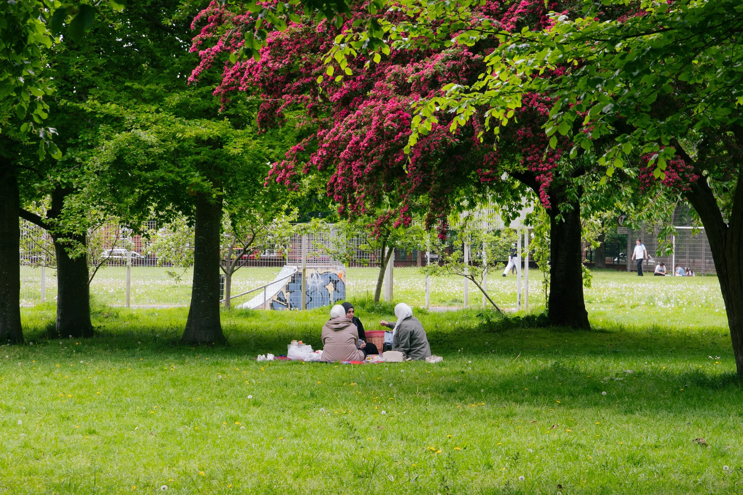 People sitting on the grass in a park under trees with pink and green foliage, with some children playing or walking in the background.