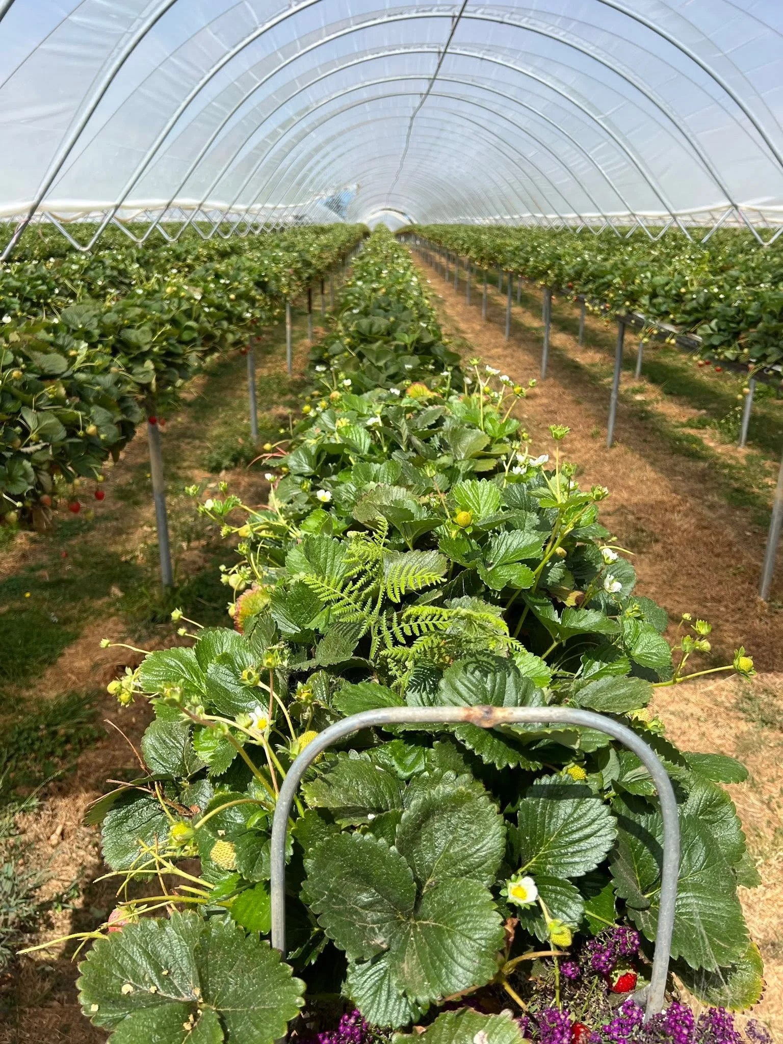 Whitewashed Greenhouse Protects Plants from Harsh Summer Sun