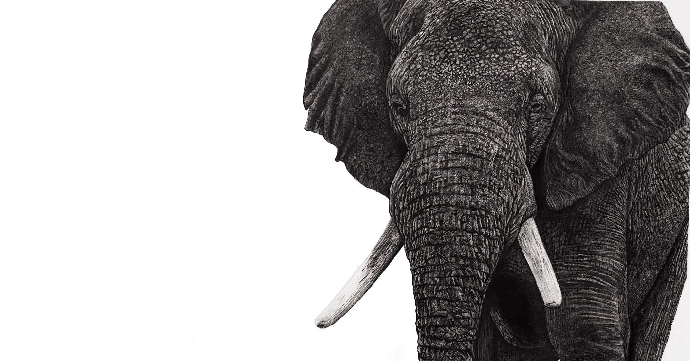 Elephant drawing.jpeg