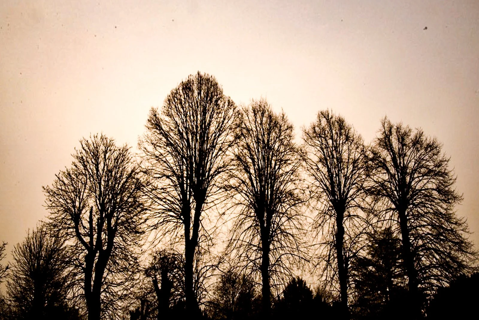 trees