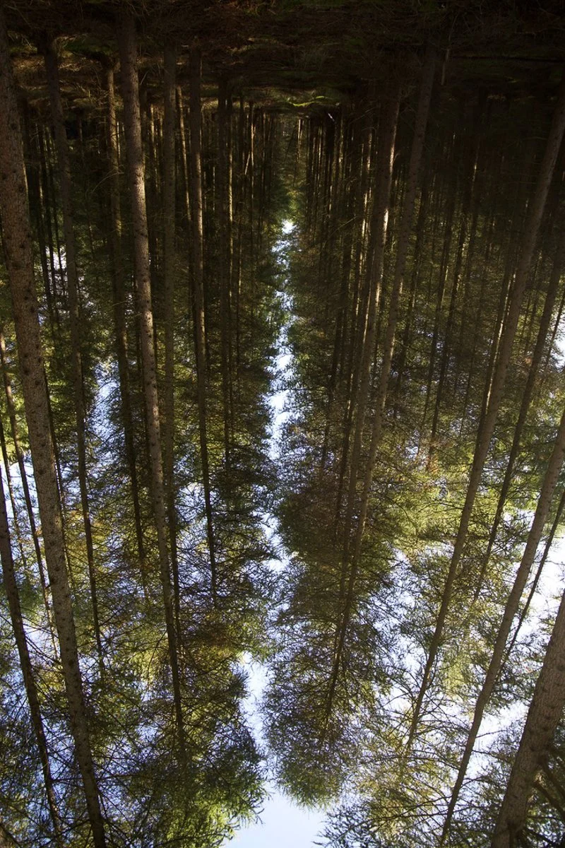 trees