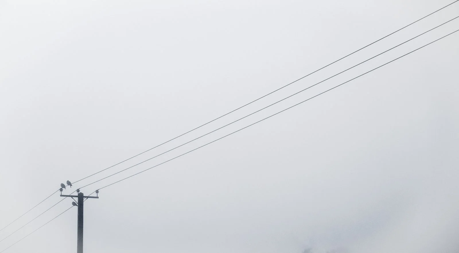 telegraph poles