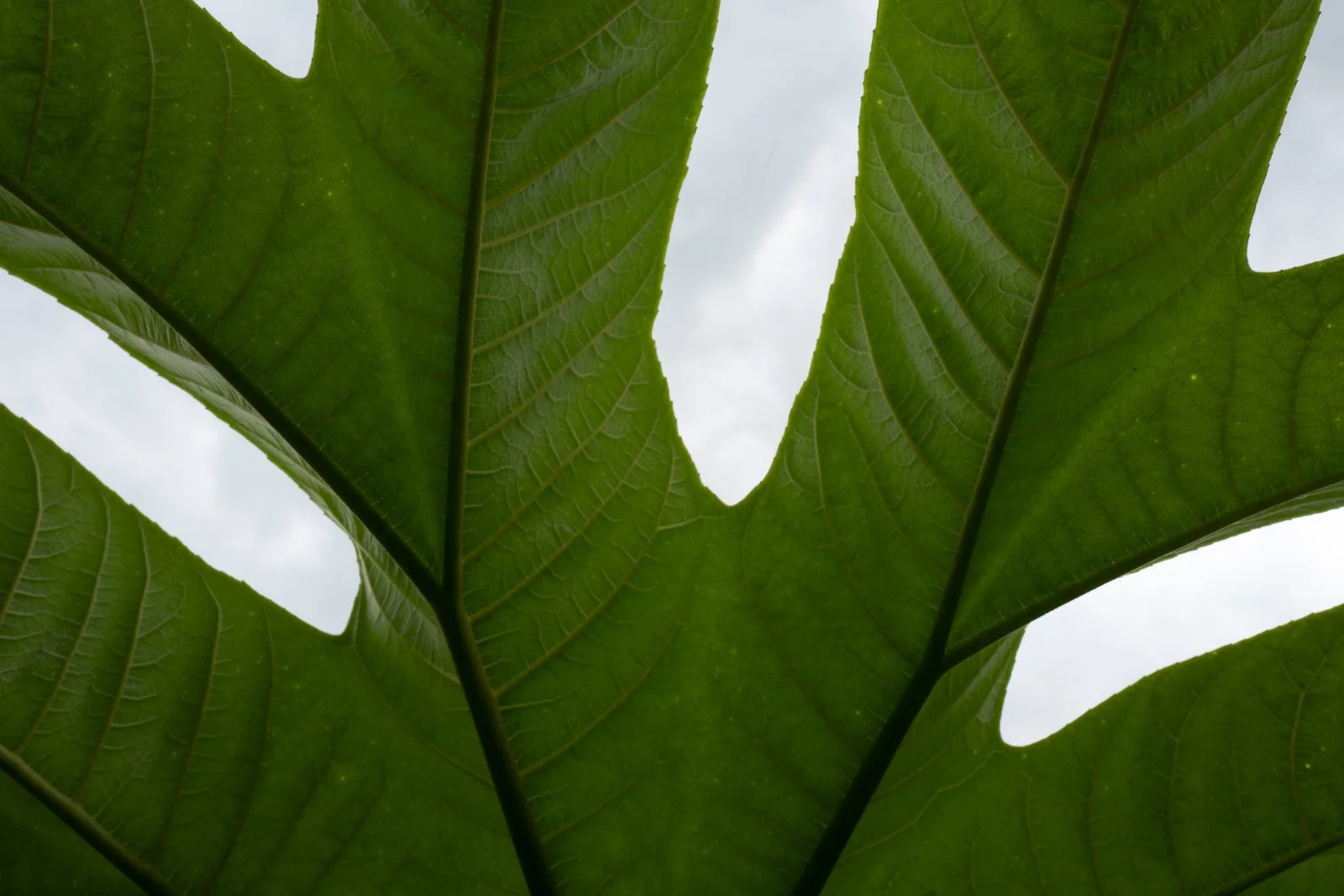 leafs