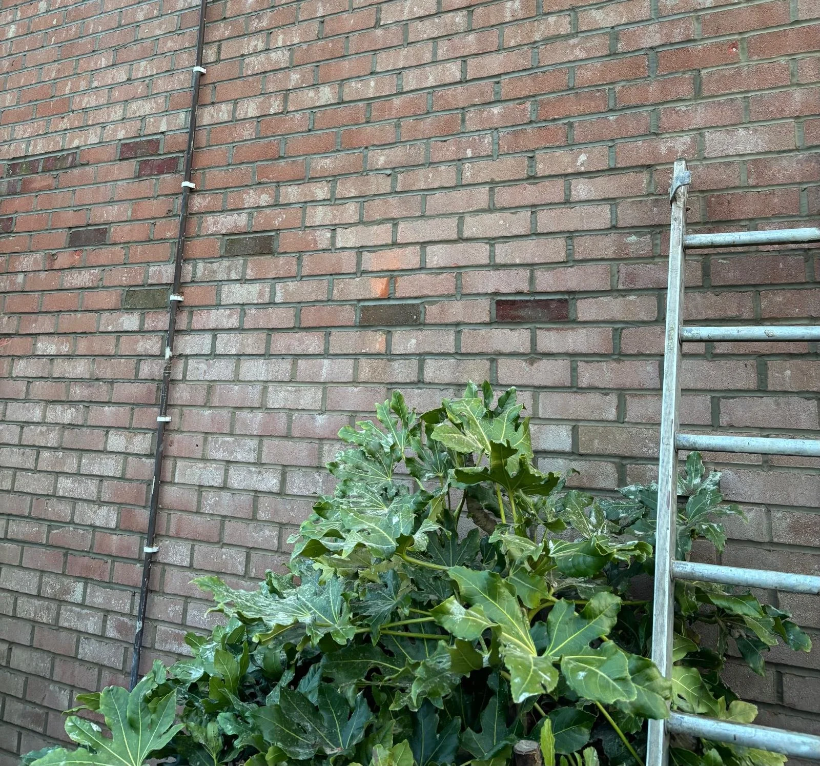 A brick wall with a black vertical conduit secured with white brackets, a metal ladder on the right side, and green leafy plants at the bottom.