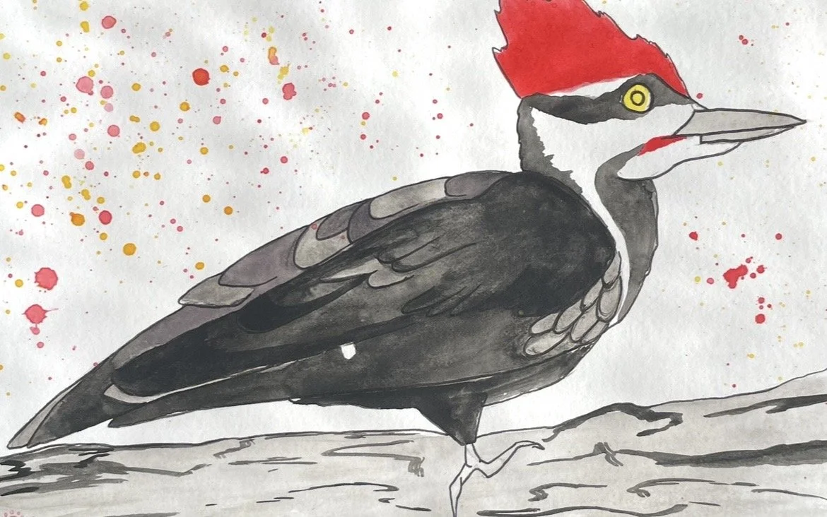 imperial woodpecker