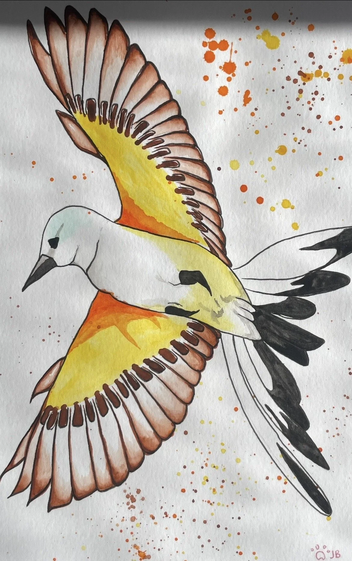 scissor tailed flycatcher