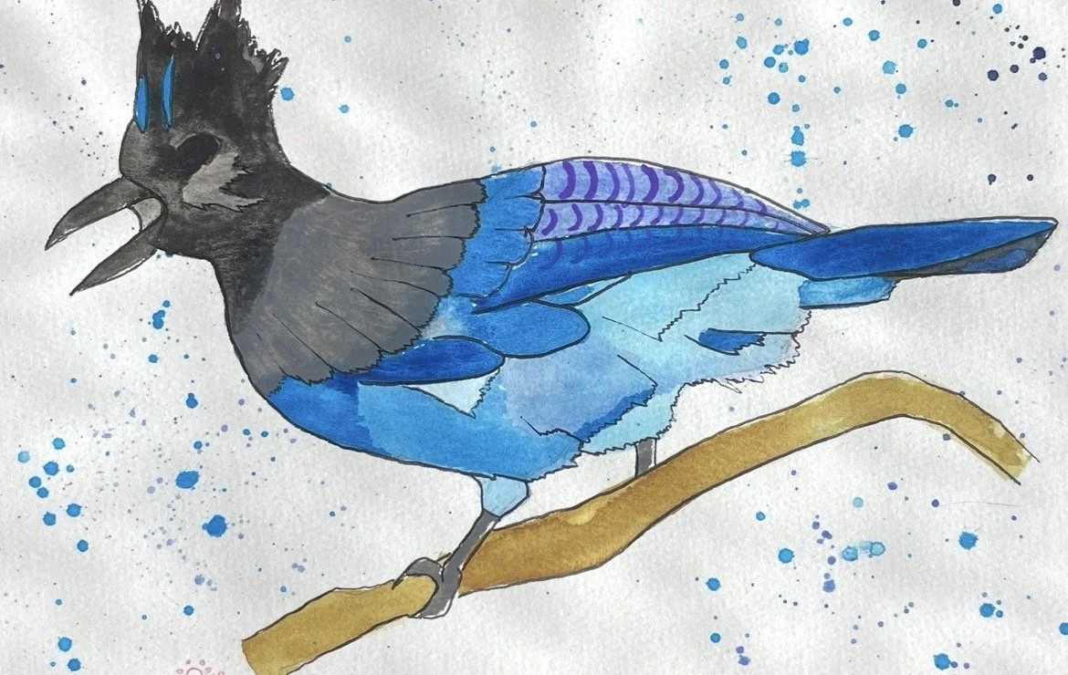 blue jay