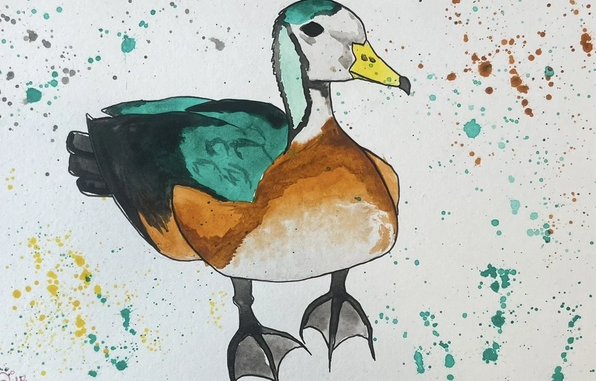 Jessica Braybrook, `african pygmy goose`, March 2026, A4, watercolour on paper 