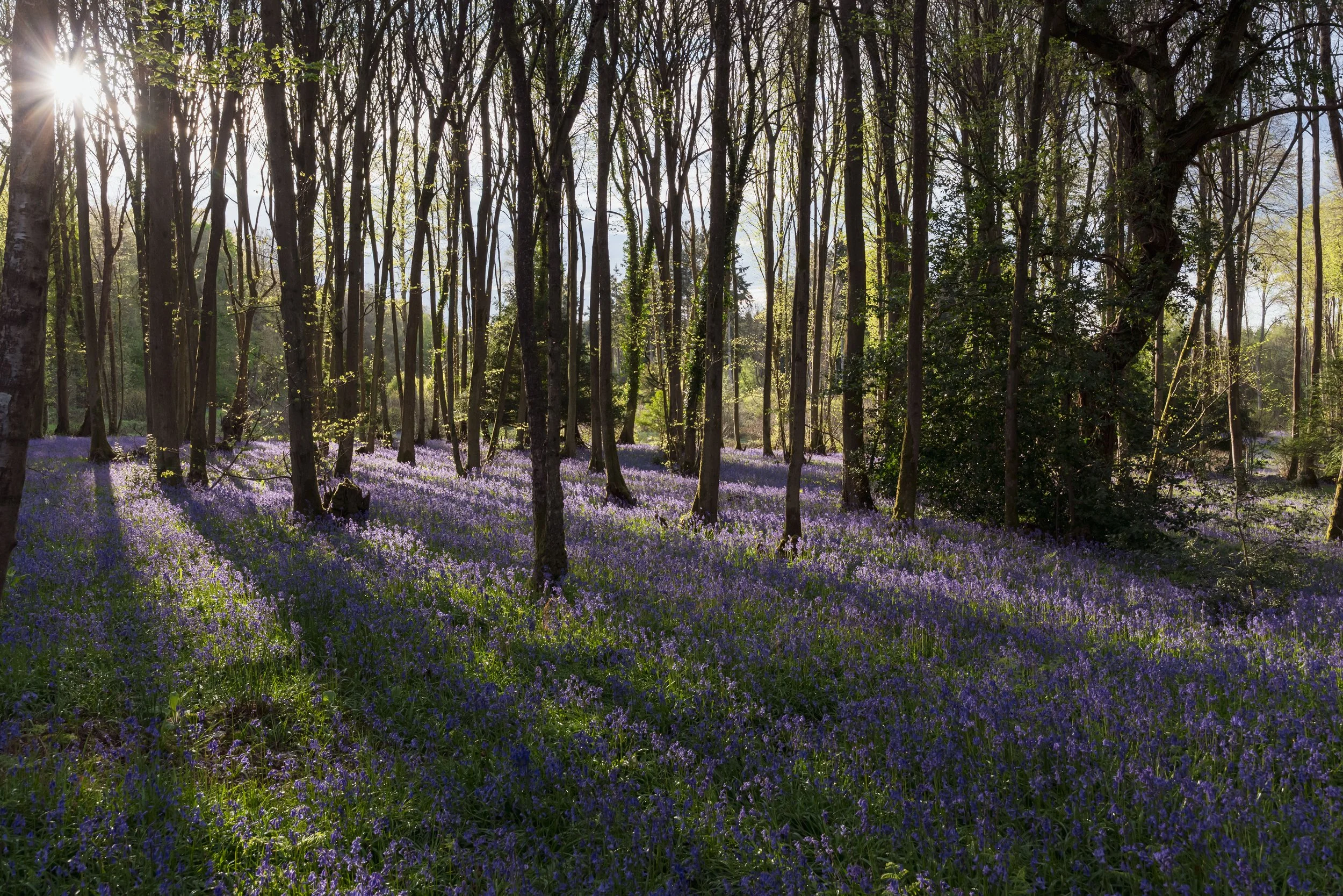 Bluebell wood