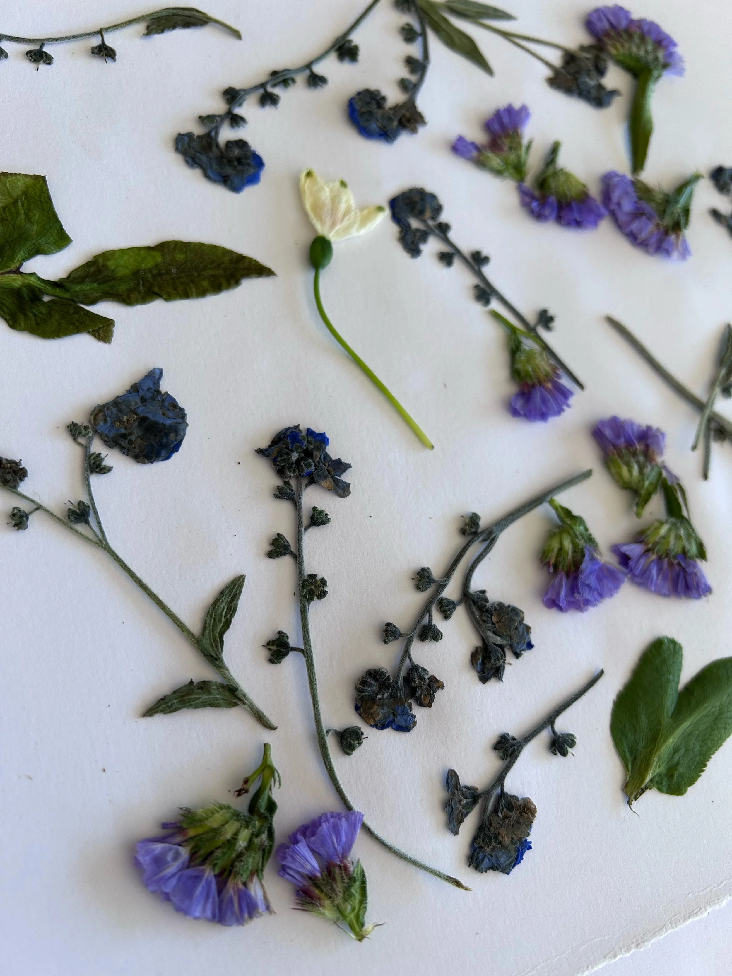Various dried and fresh flowers, including purple flowers, blue flowers, and green leaves, arranged on a white background.