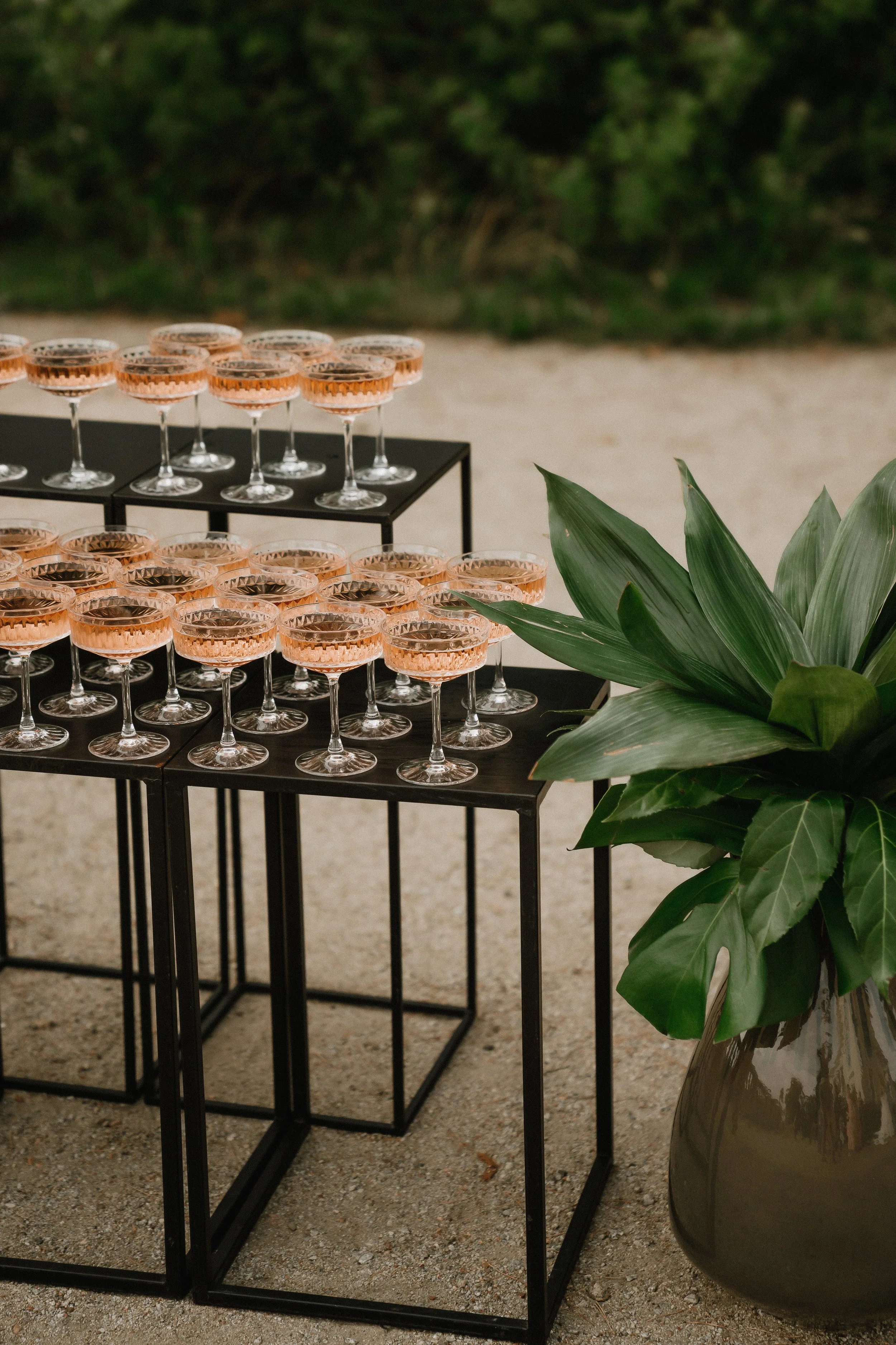 Two black metal display tables with multiple glasses of pink champagne, and a large green potted plant with broad leaves next to the tables, set outdoors on a sandy surface with blurred green foliage in the background.