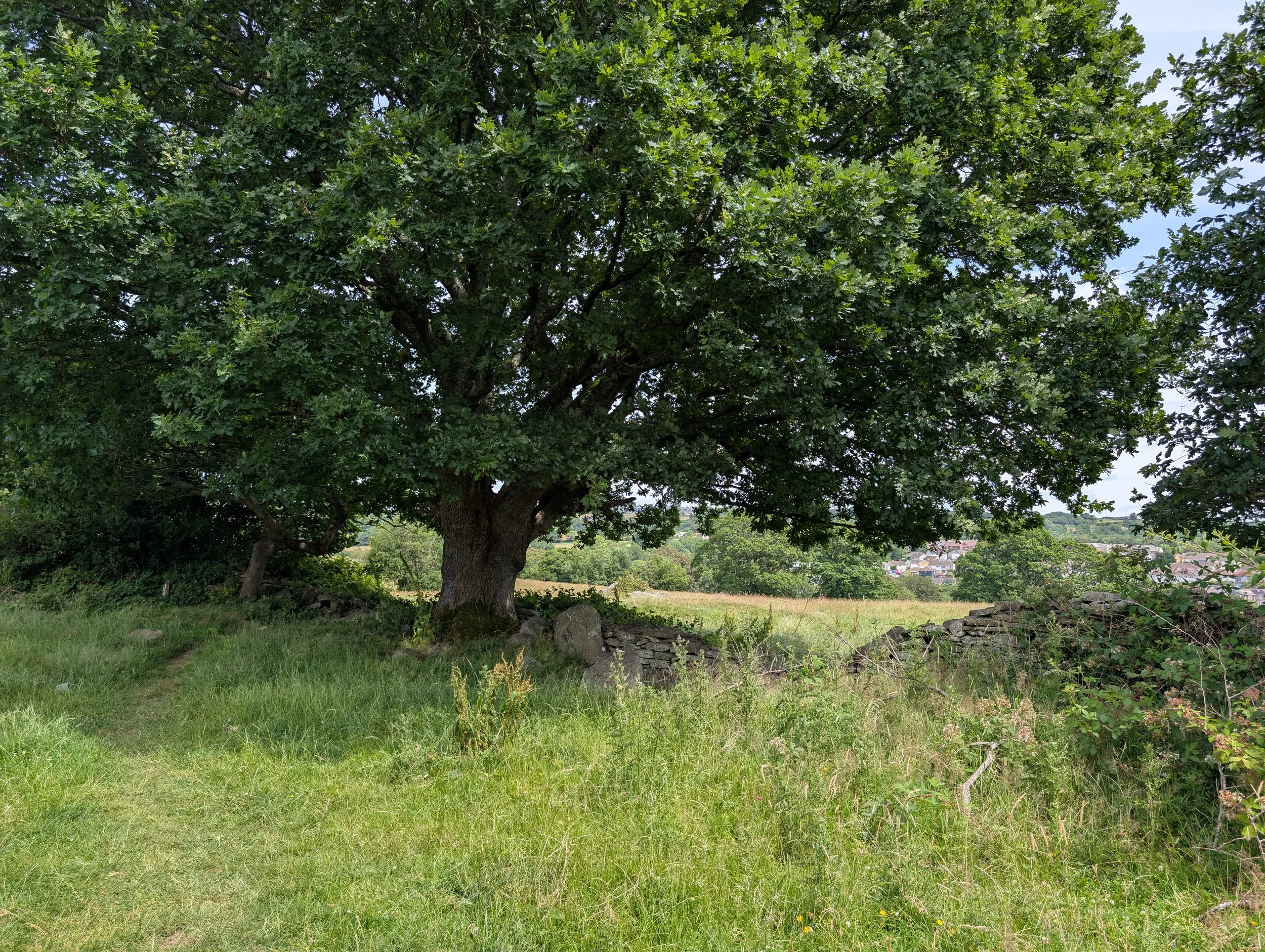 image the half-based tree house novel is based off a tree between a broken cobblestone wall.