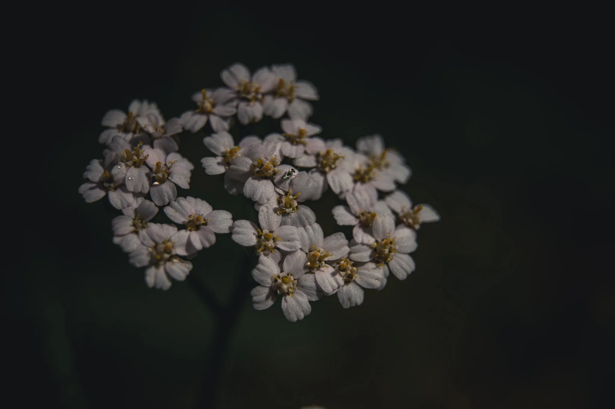 DSC_2299-2.jpg