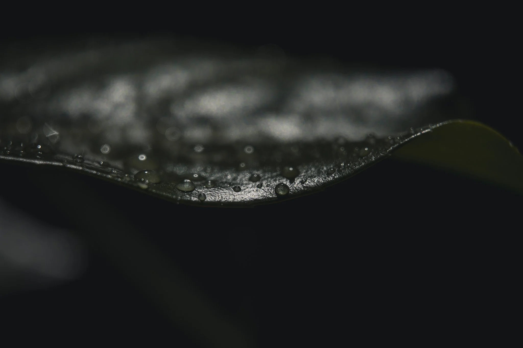 DSC_6003-2.jpg