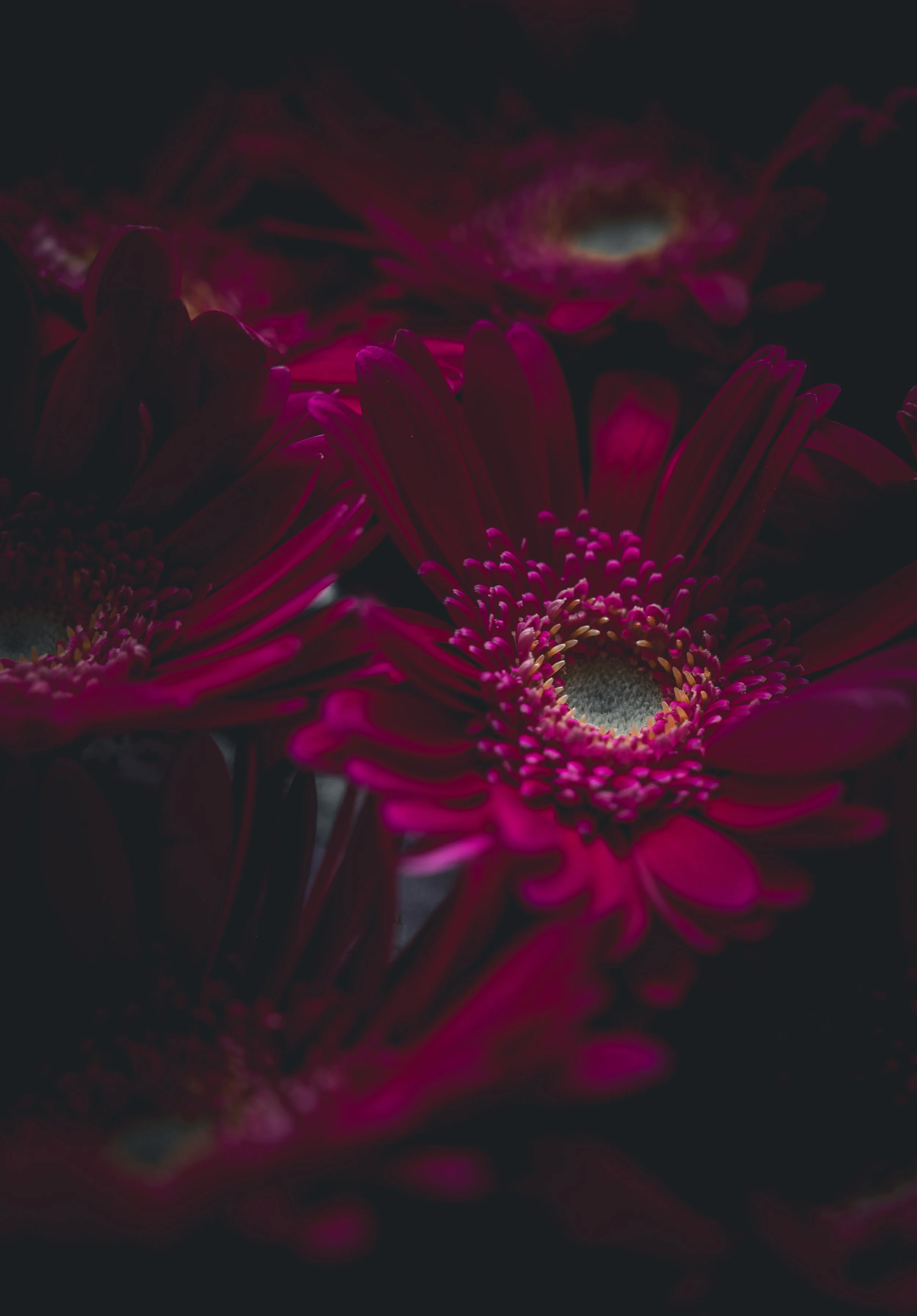 Moody Botanicals