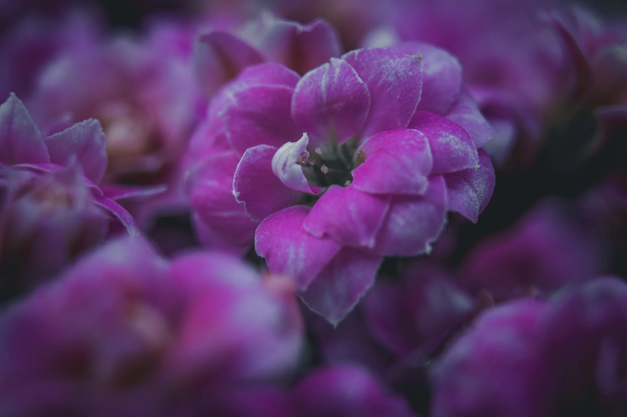 DSC_8527-2.jpg