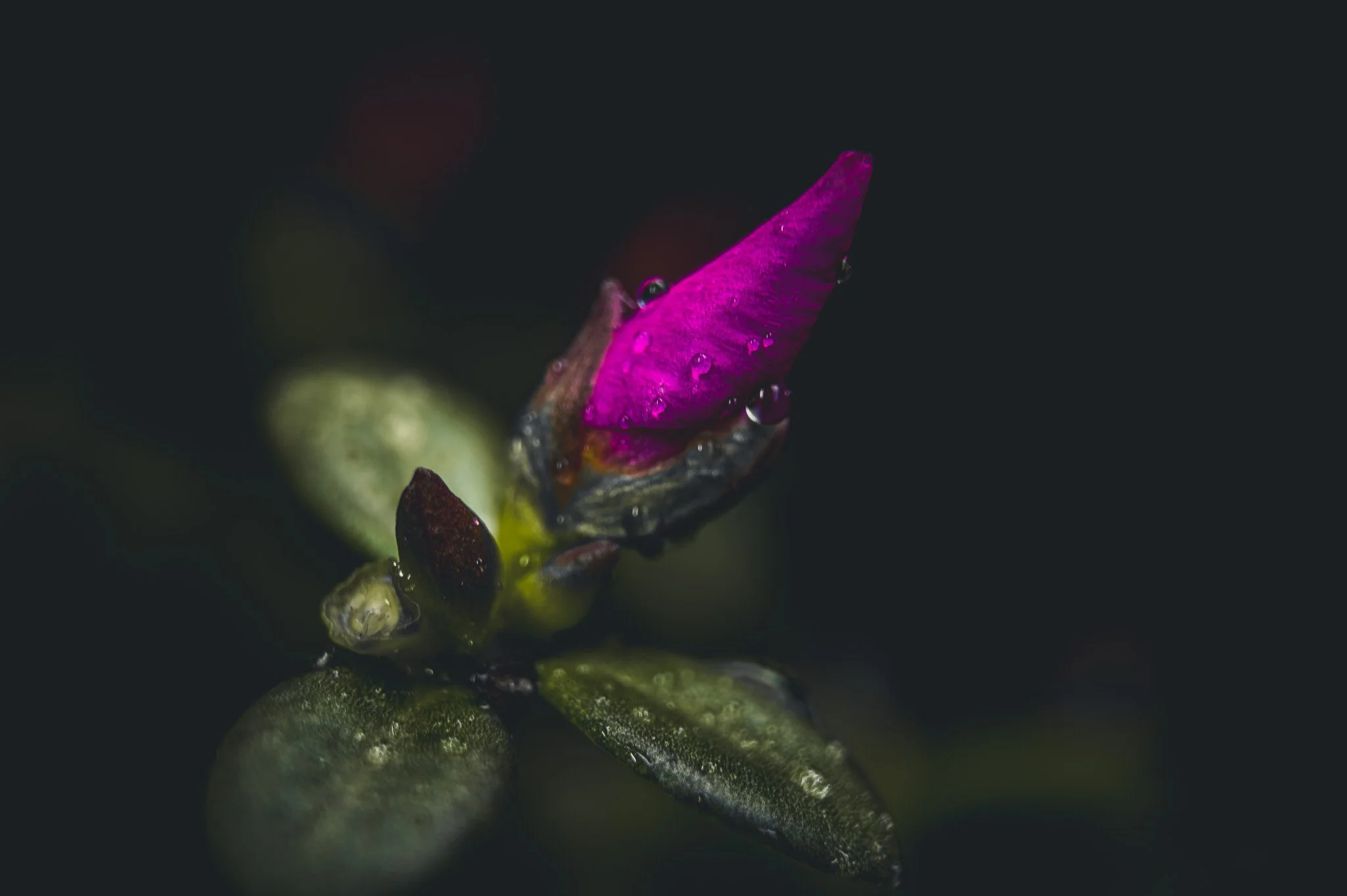 DSC_4102-2.jpg