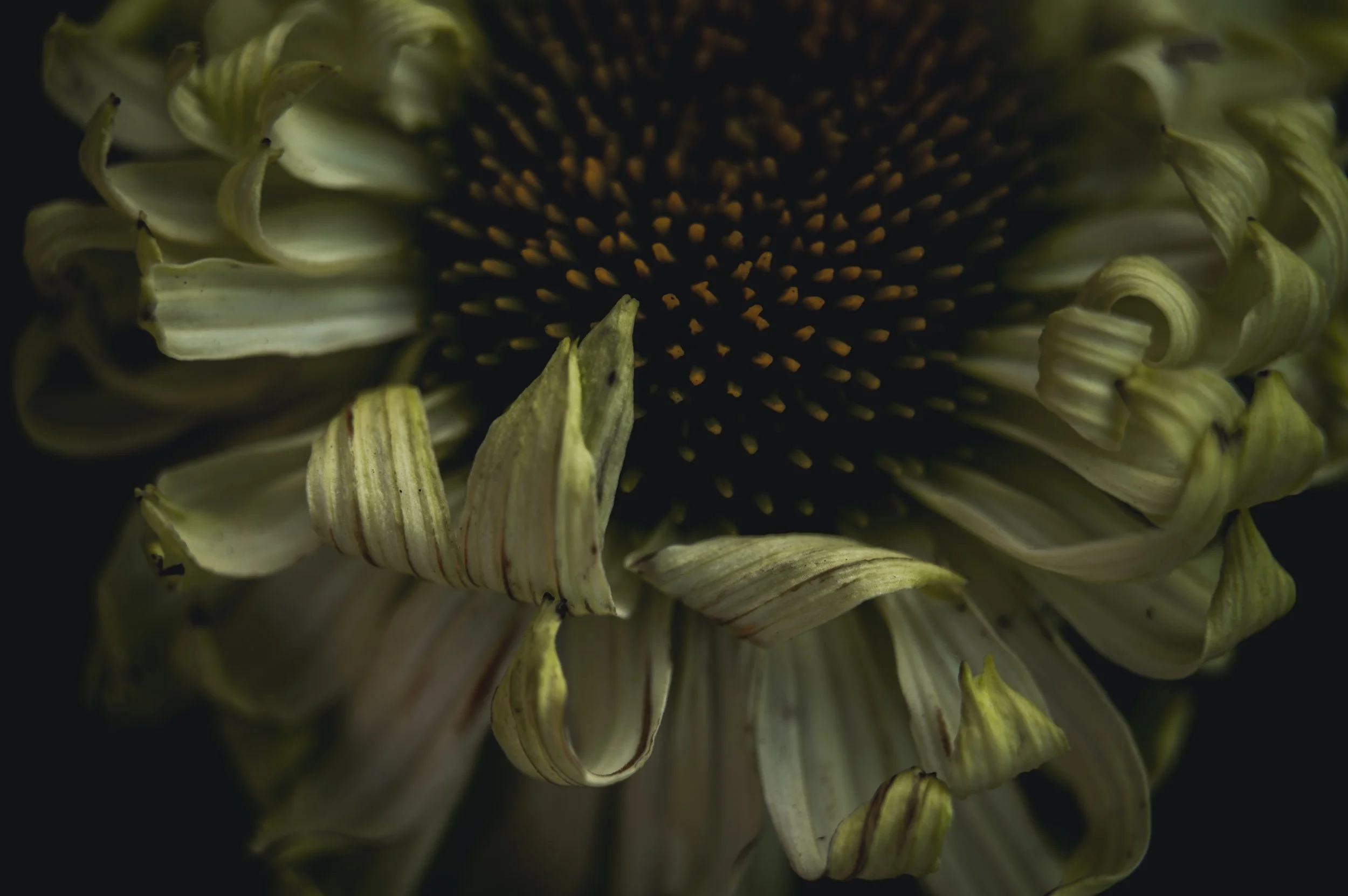Whispers