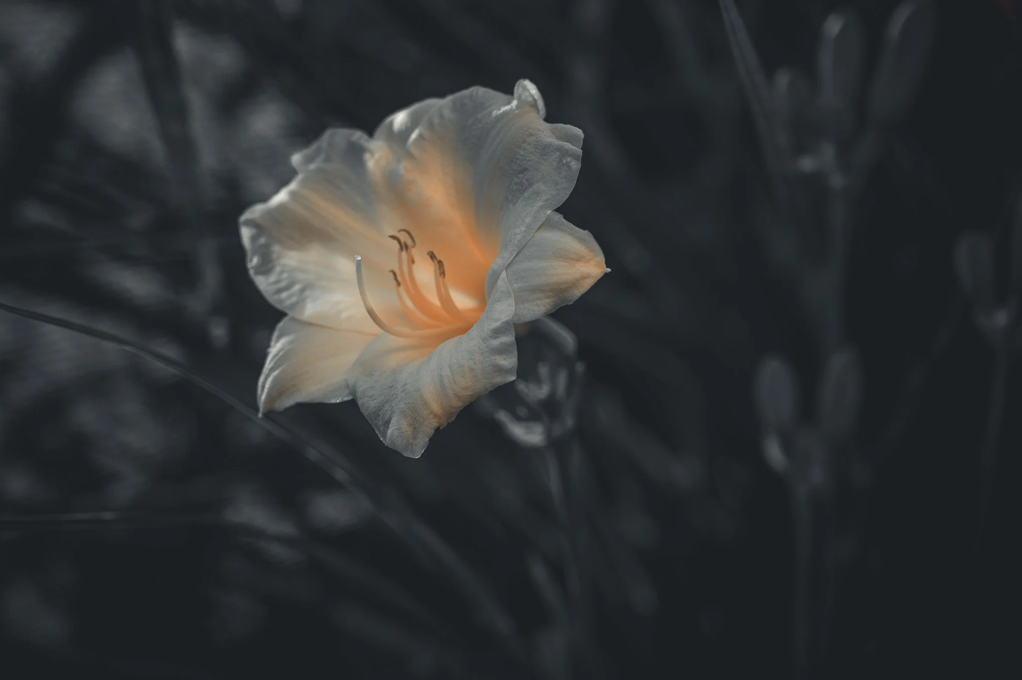 DSC_8001-2.jpg