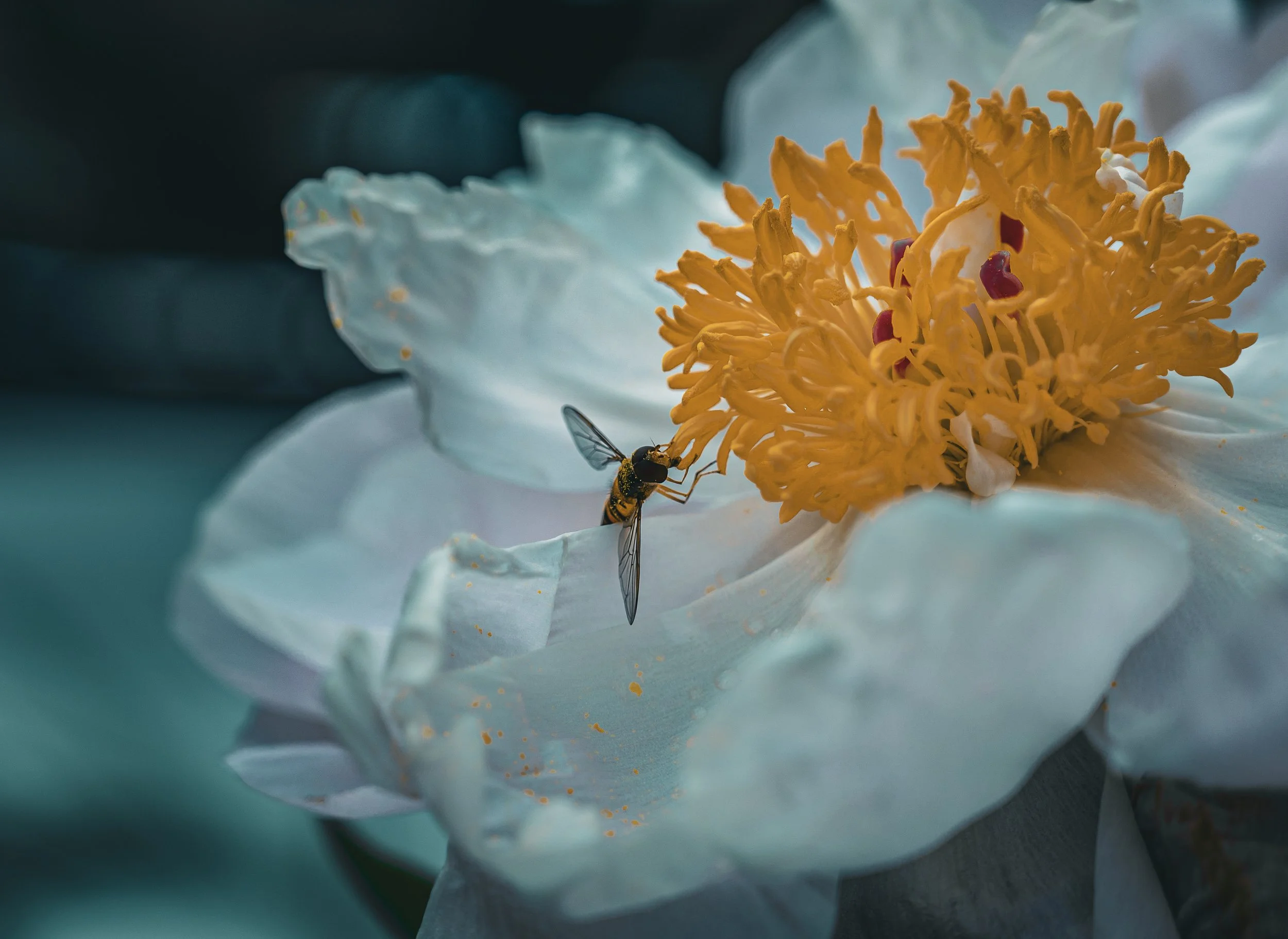 DSC_8274-2.jpg