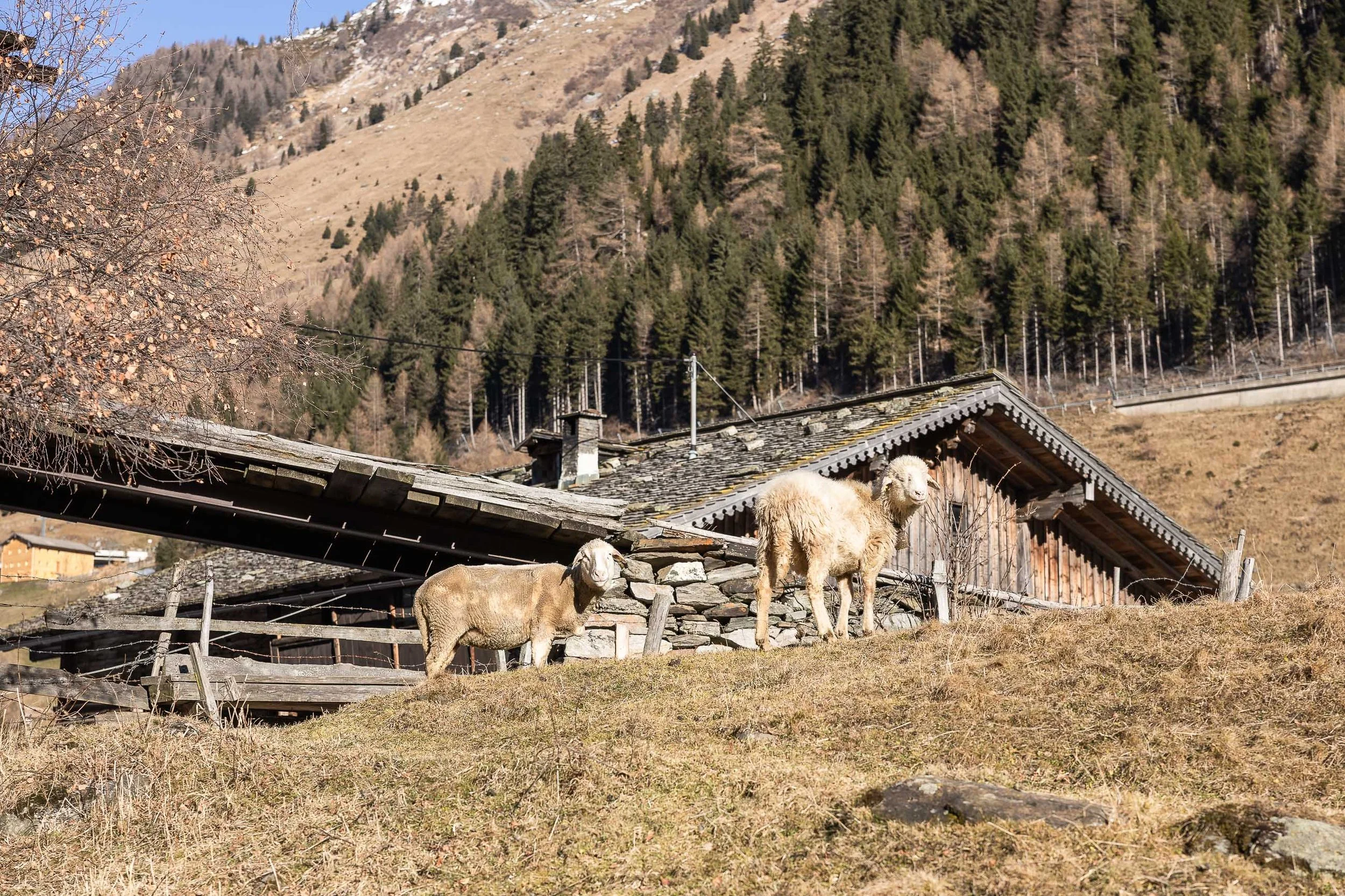 Zwei Schafe auf einem Bauernhof, im Hintergrund ein steiler, bewaldeter Hang mit Haus am linken Bildrand.