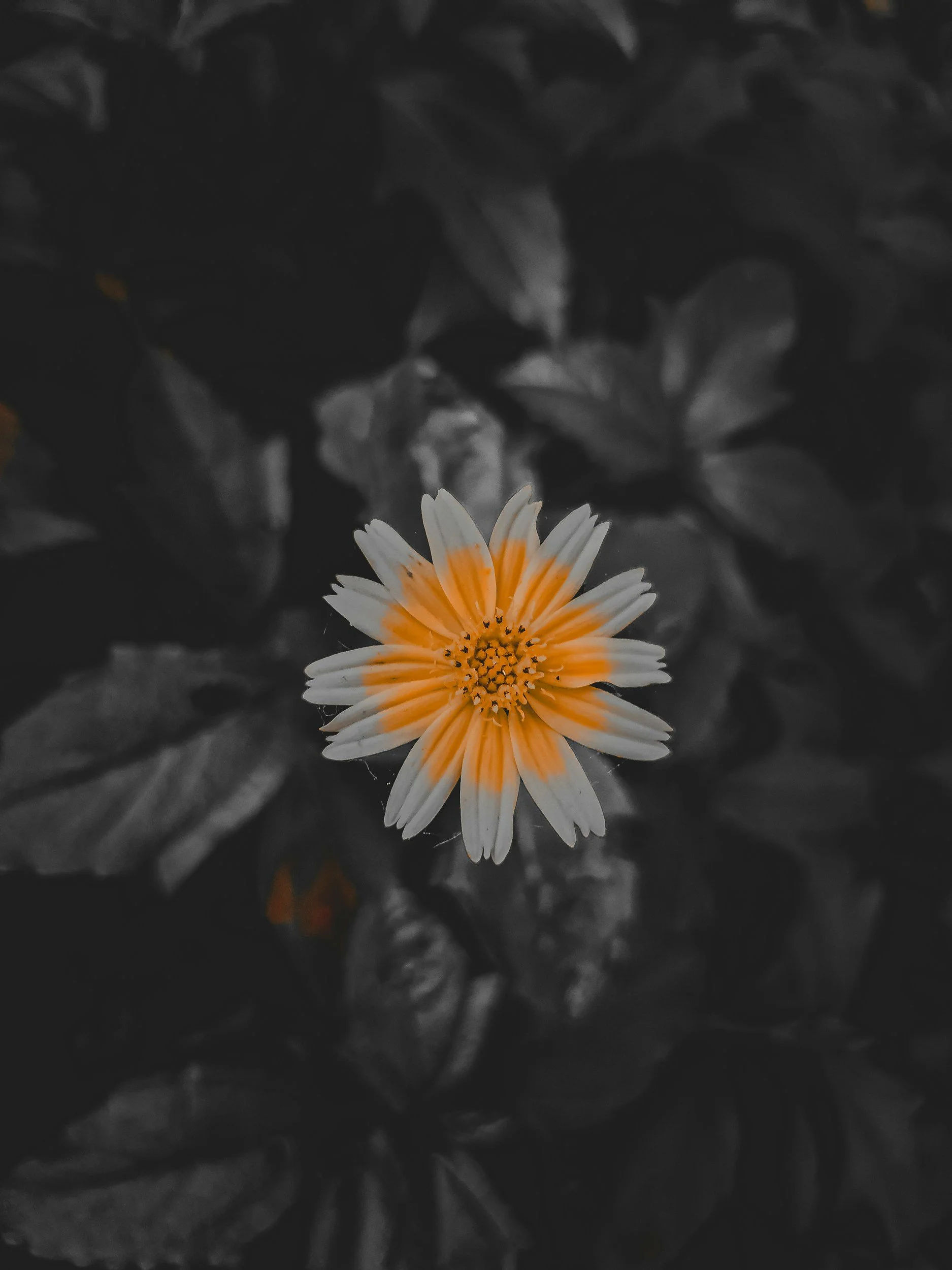 A single orange and white daisy flower with surrounded by dark flowers and foliage, highlighting the blossom against a black and white background.