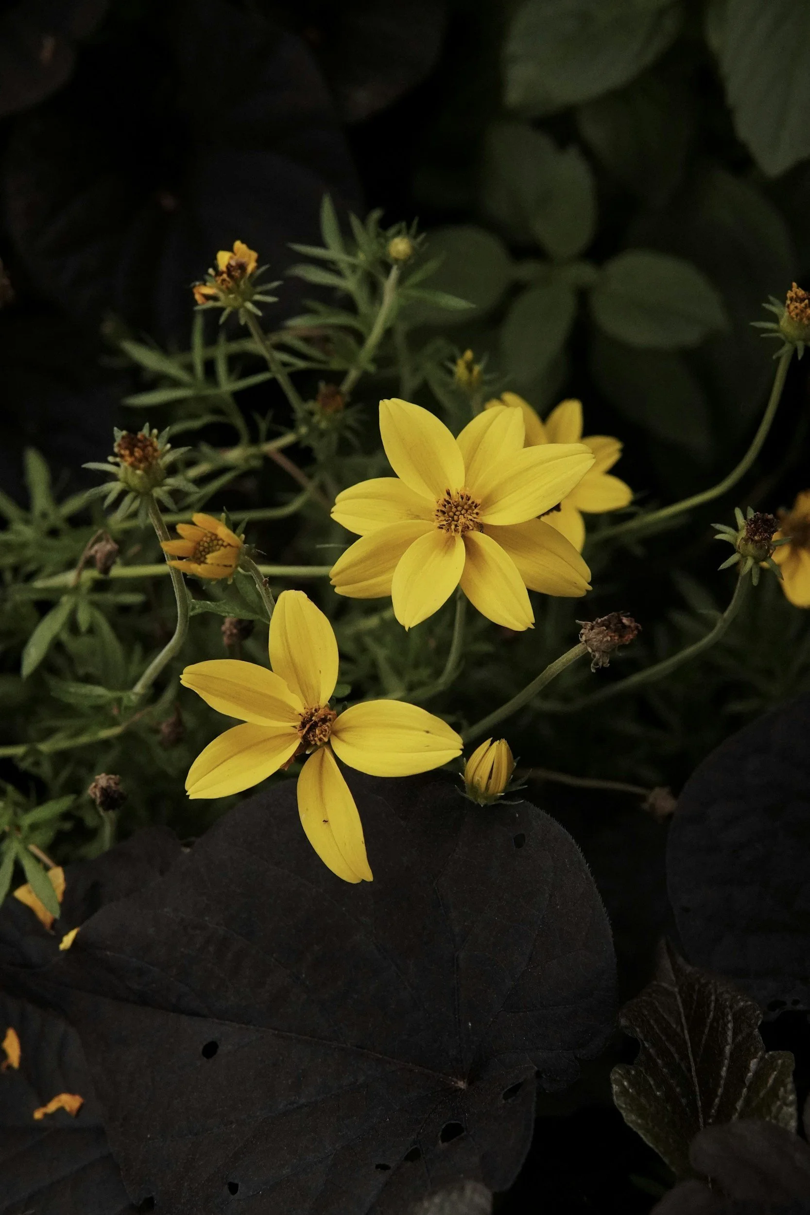 Yellow flowers with dark green leaves in the background.