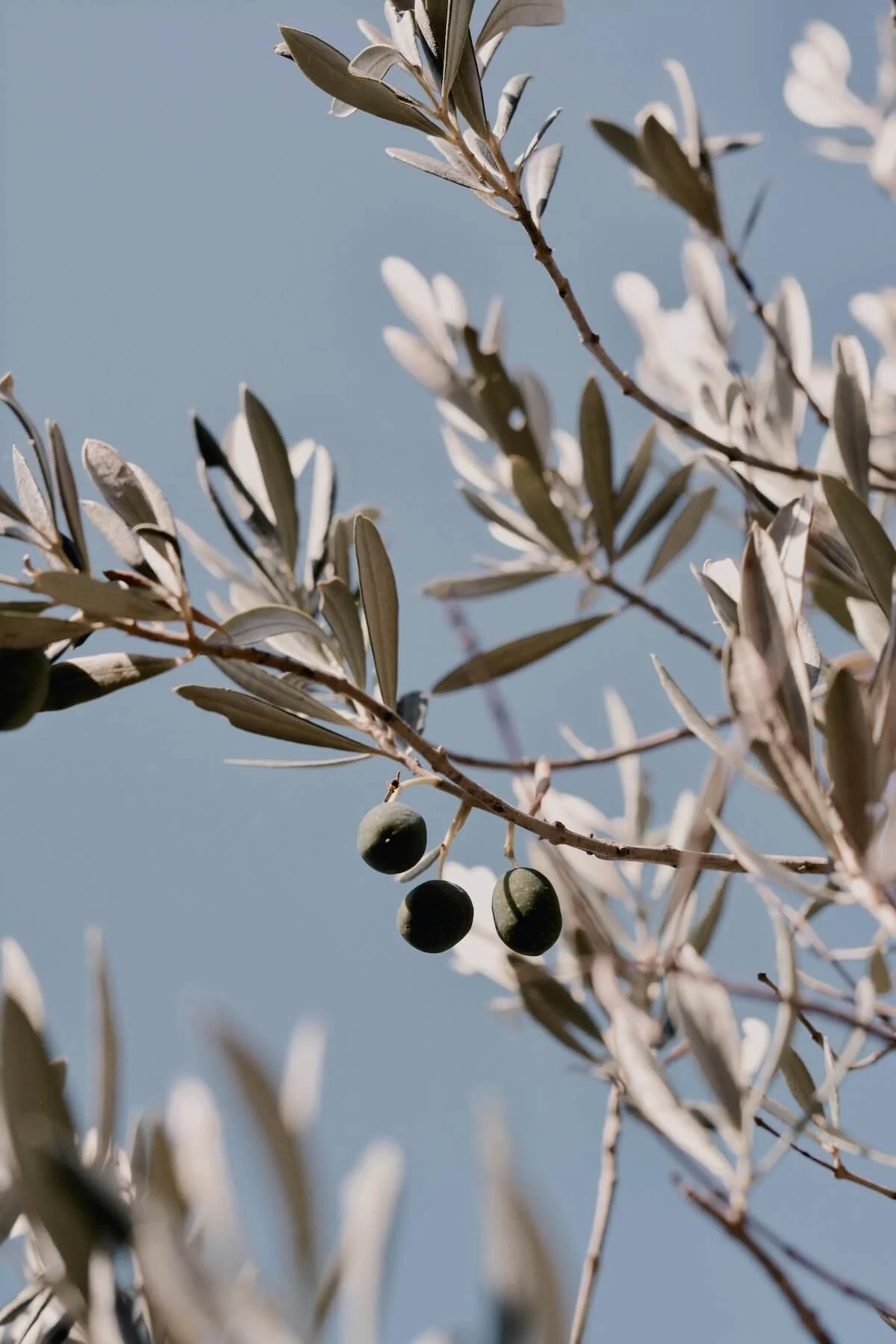 Close-up of an olive tree branch with green olives and silvery leaves against a blue sky.