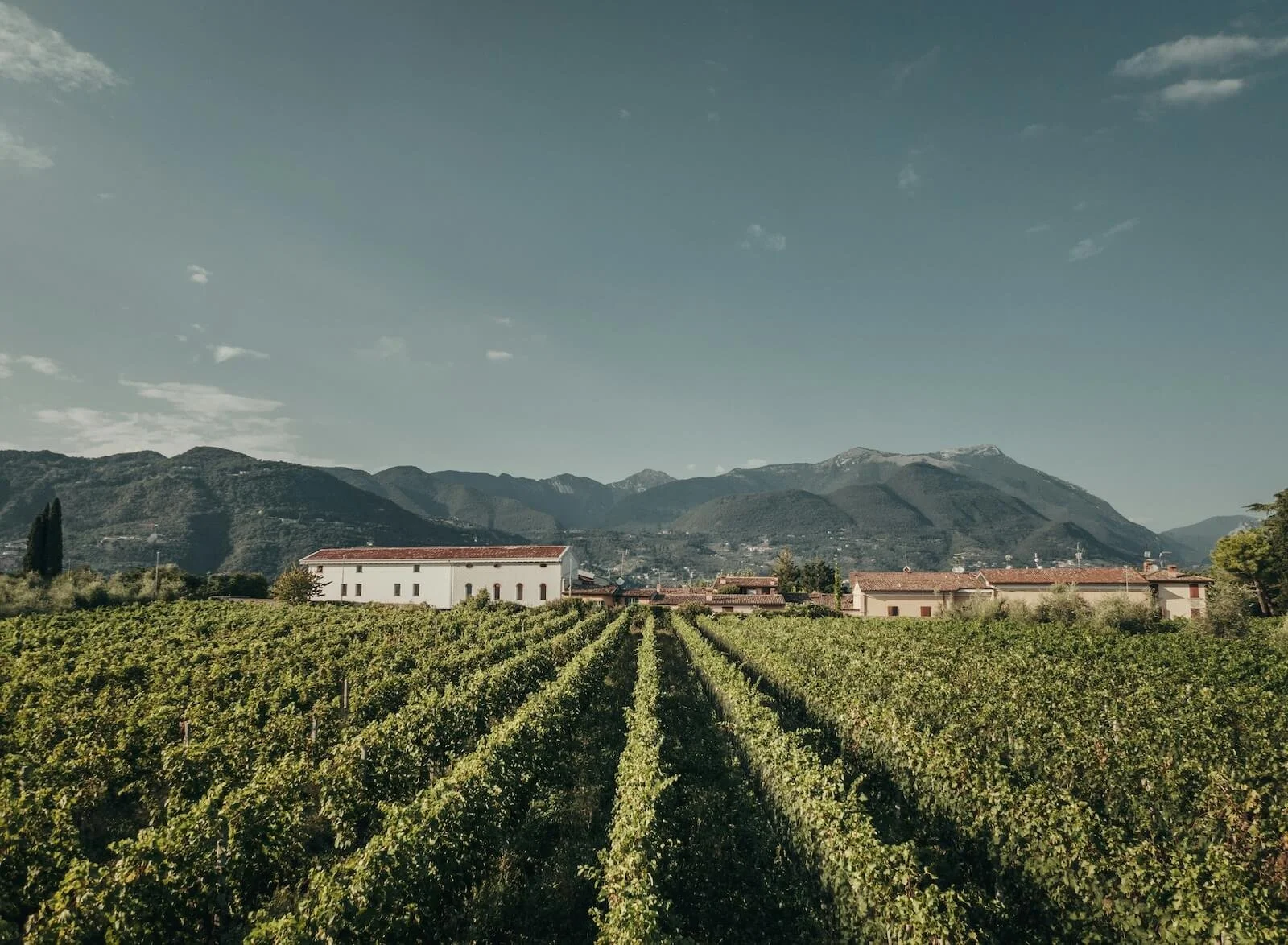 Vineyard with rows of grapevines, a white building, and mountain range in the background under a blue sky.
