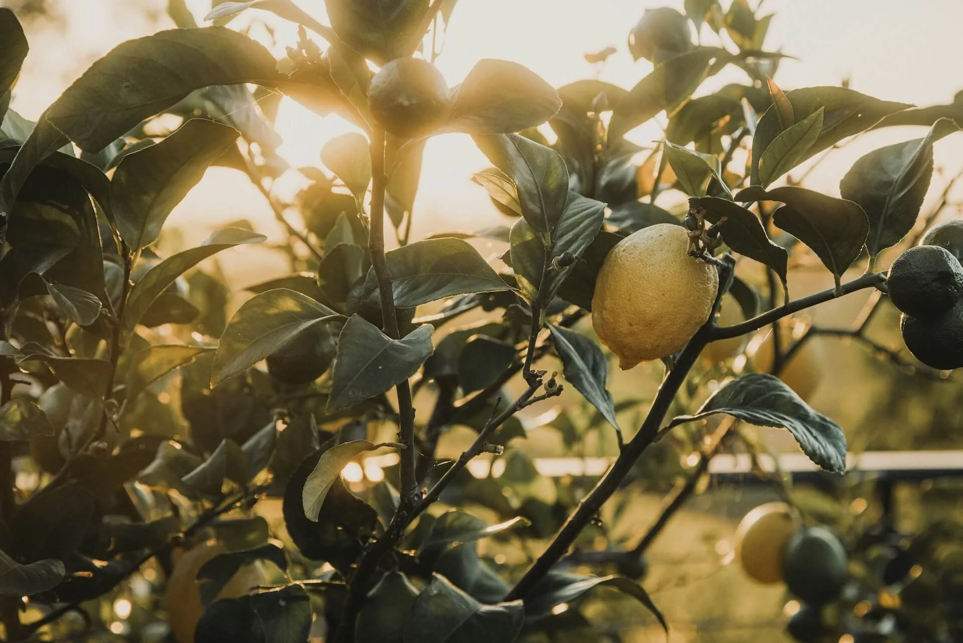 A lemon growing on a lemon tree with the sun shining behind the leaves.