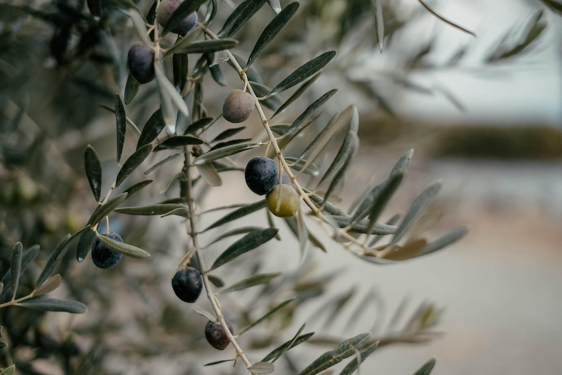 Close-up of an olive tree branch with green and black olives and elongated gray-green leaves.