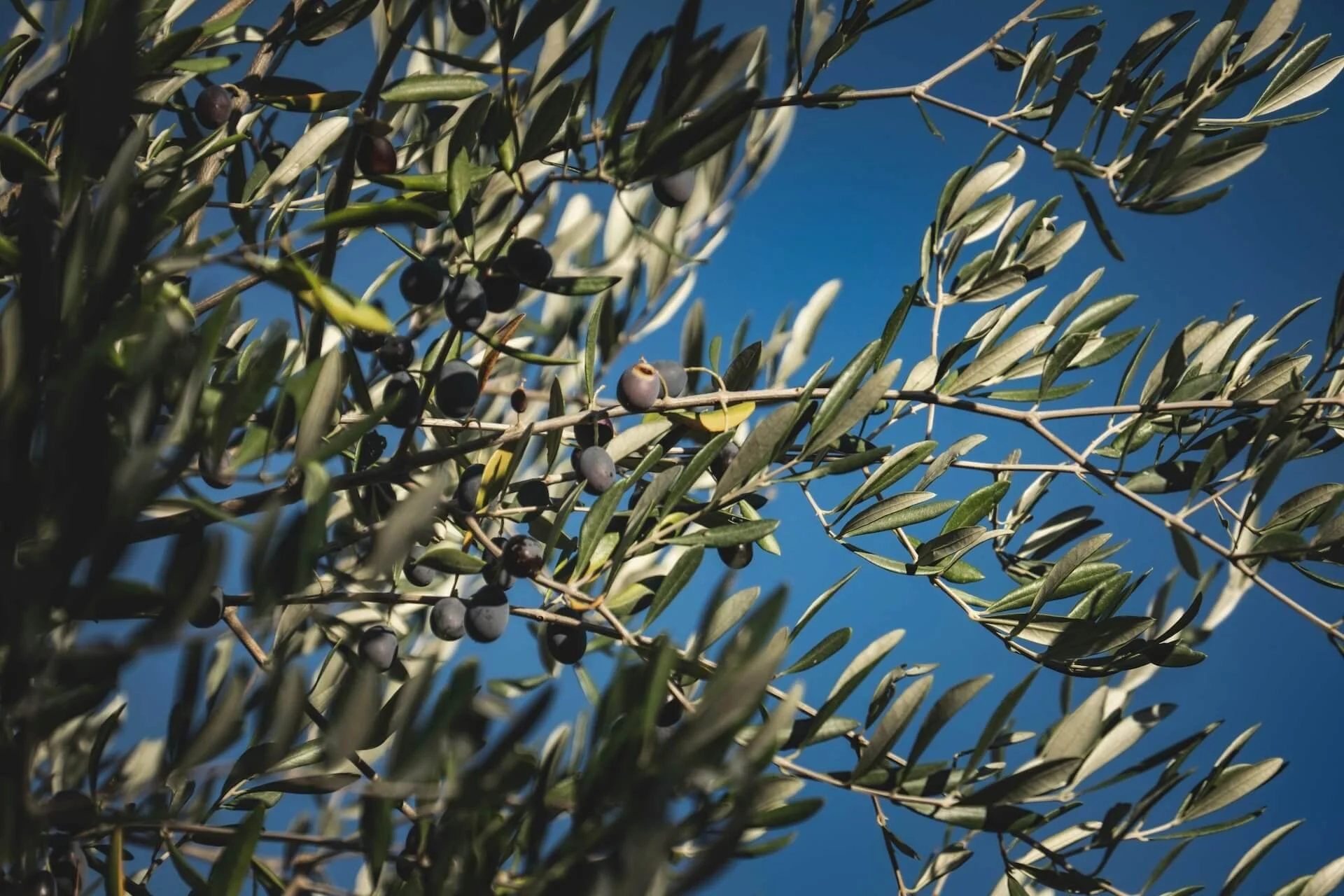Olive tree branches with green and black olives under a clear blue sky.
