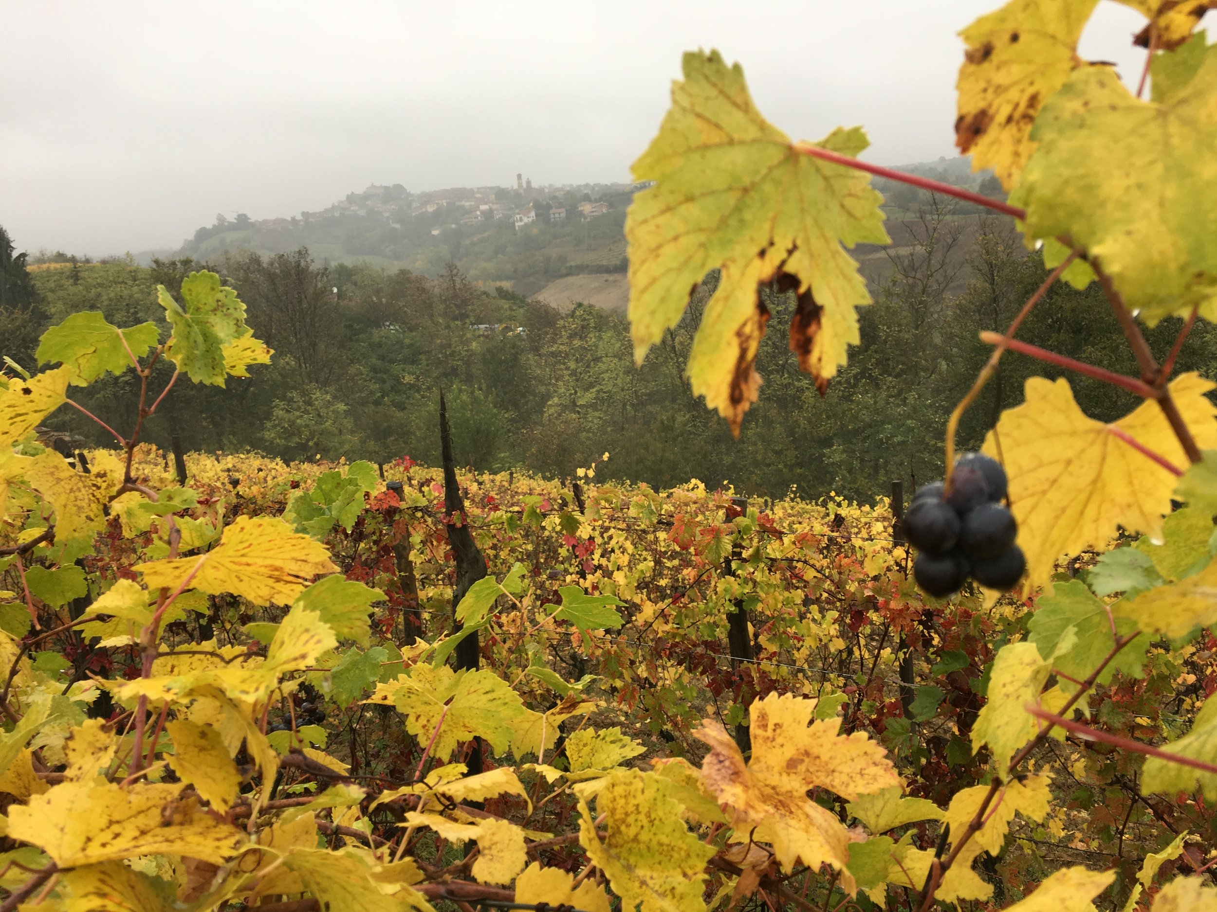 Bottling Day at La Vignazza: A Behind-the-Scenes Peek at Our Nearest Winery