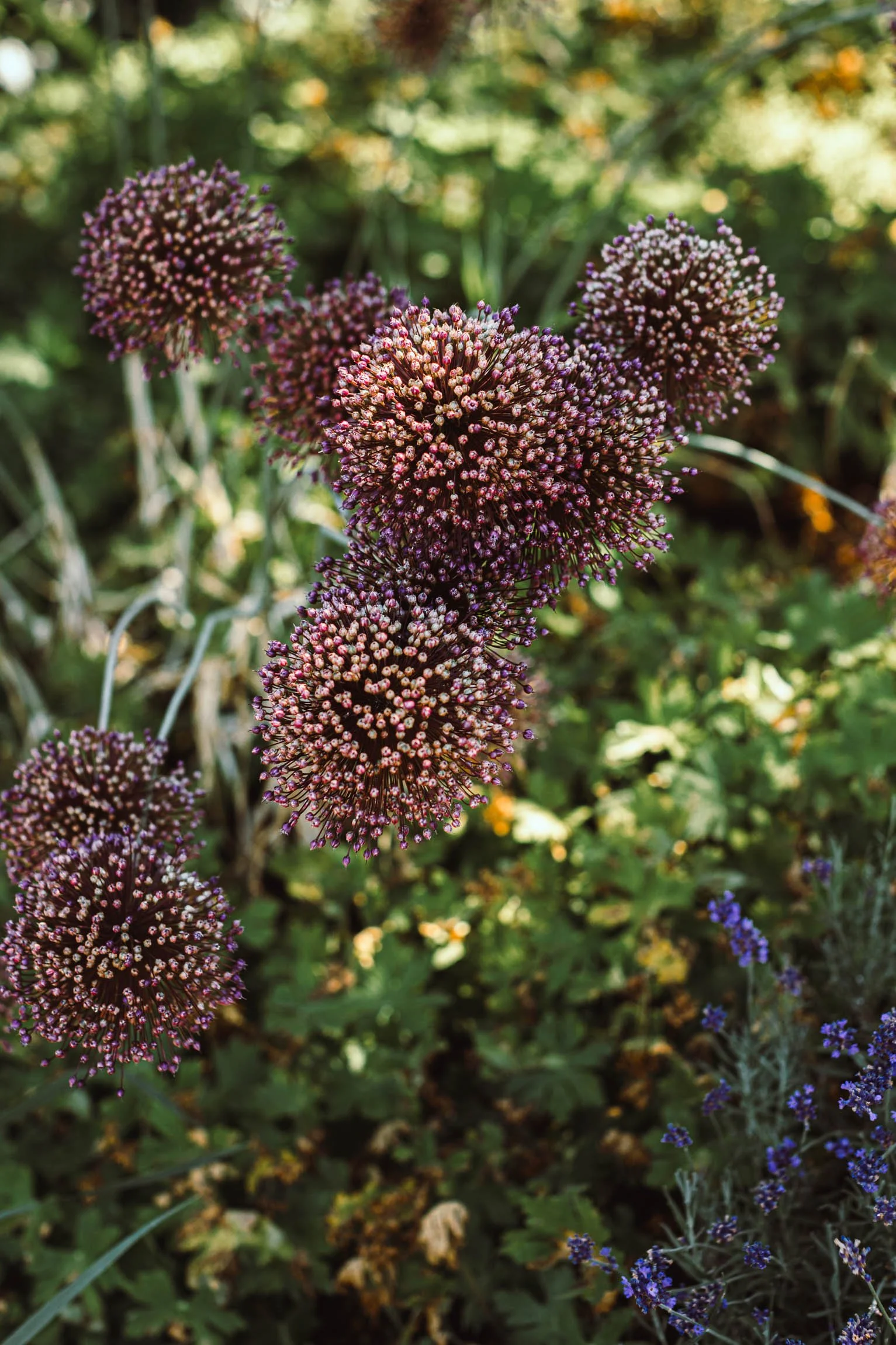 Nature has not been forgotten, the garden has roses, grasses and lavender to enhance the view and keep bee's happy too.