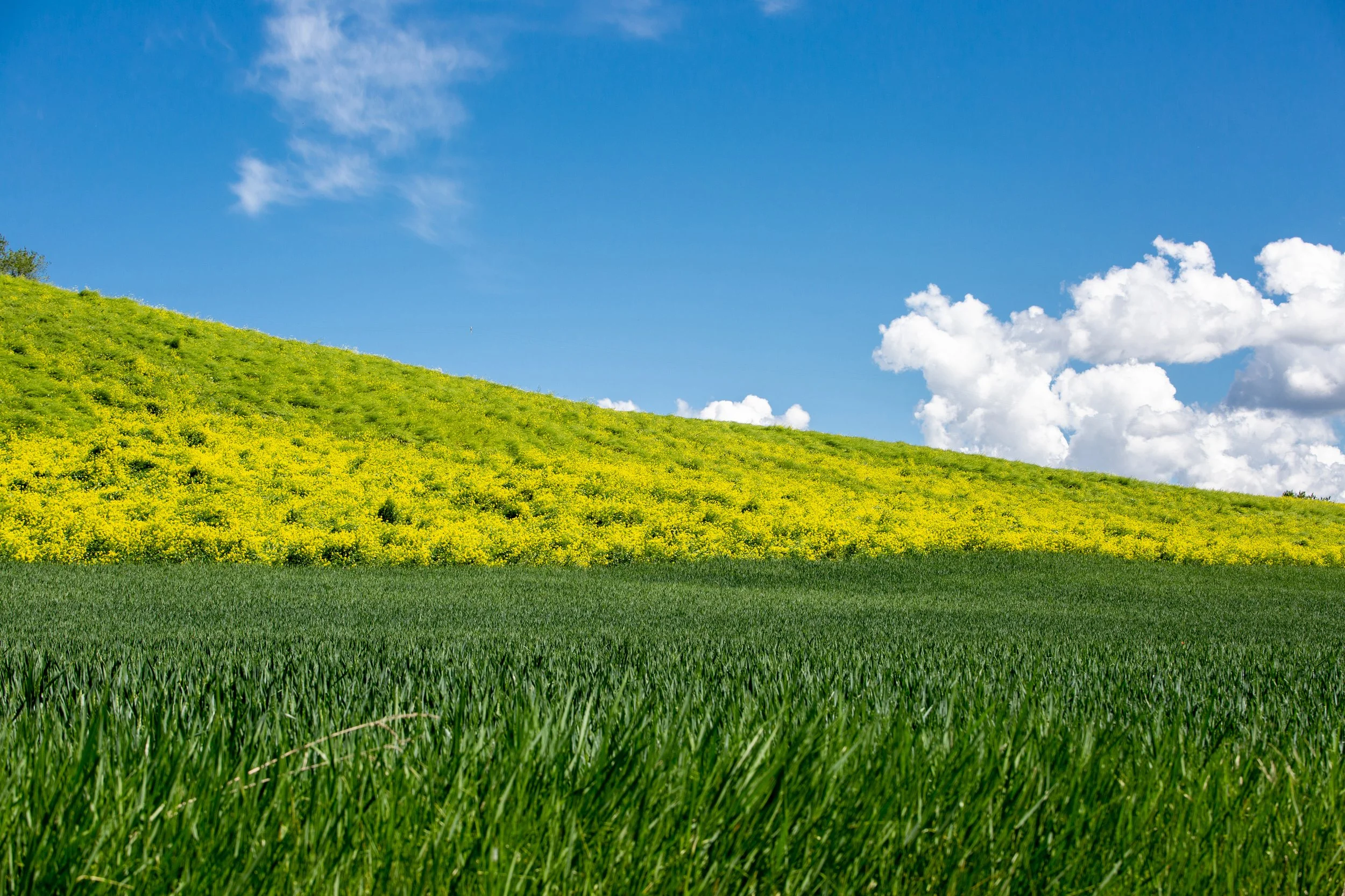 Green grassy field in the foreground, yellow flowering plants on a hillside in the background, blue sky with white clouds.