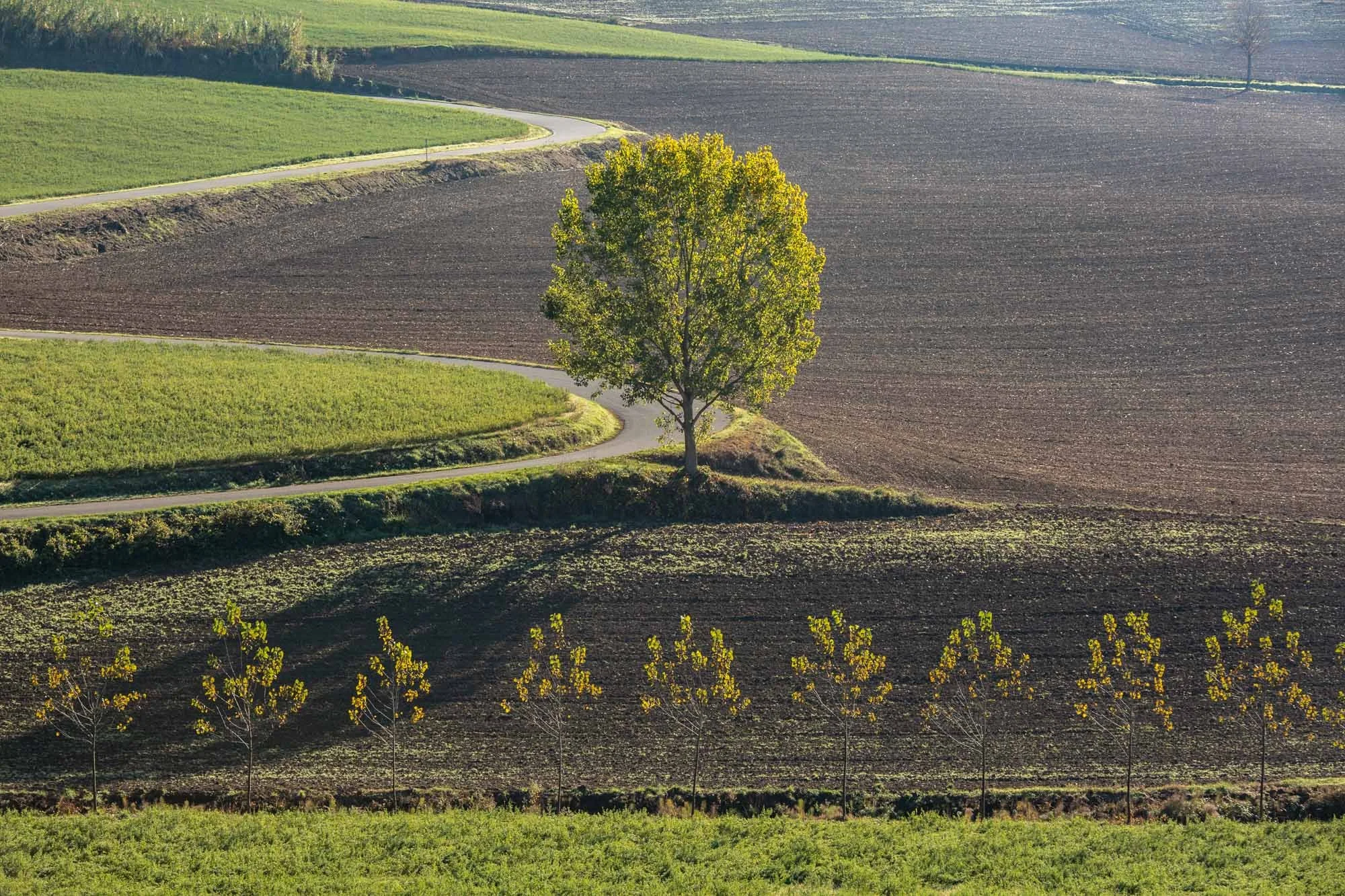 A landscape view of farmland with a single green tree in the center, surrounded by fields with different crops, and a winding road through the fields.
