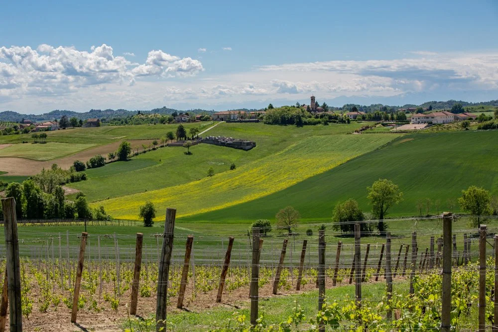 Vineyard with rows of grapevines and rolling green hills under a partly cloudy sky.