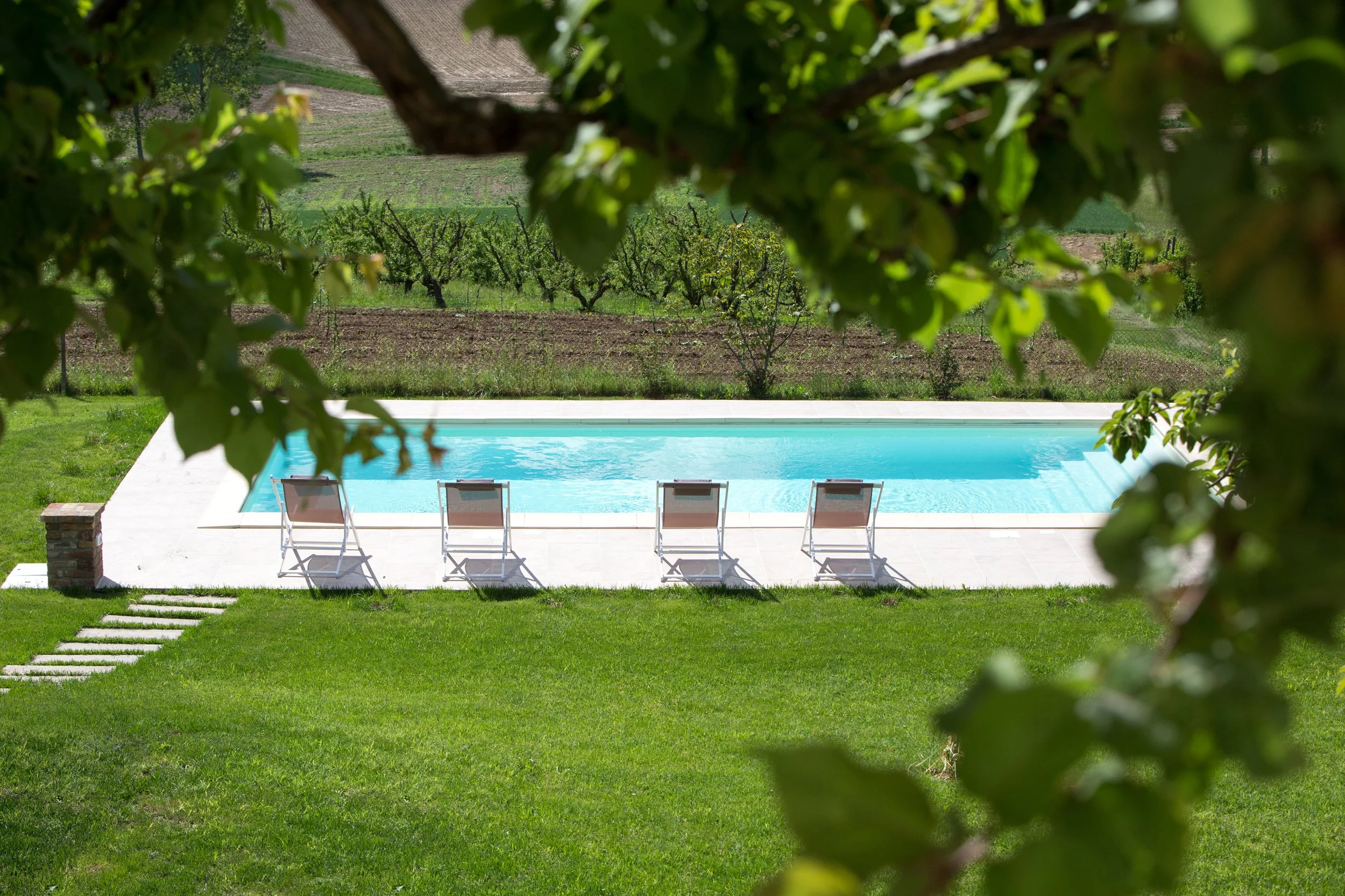 A backyard swimming pool surrounded by green grass, with a row of lounge chairs and a white patio. Beyond the pool, there are trees and rows of grapevines on a hillside in the background. The image is framed by leaves and branches in the foreground.