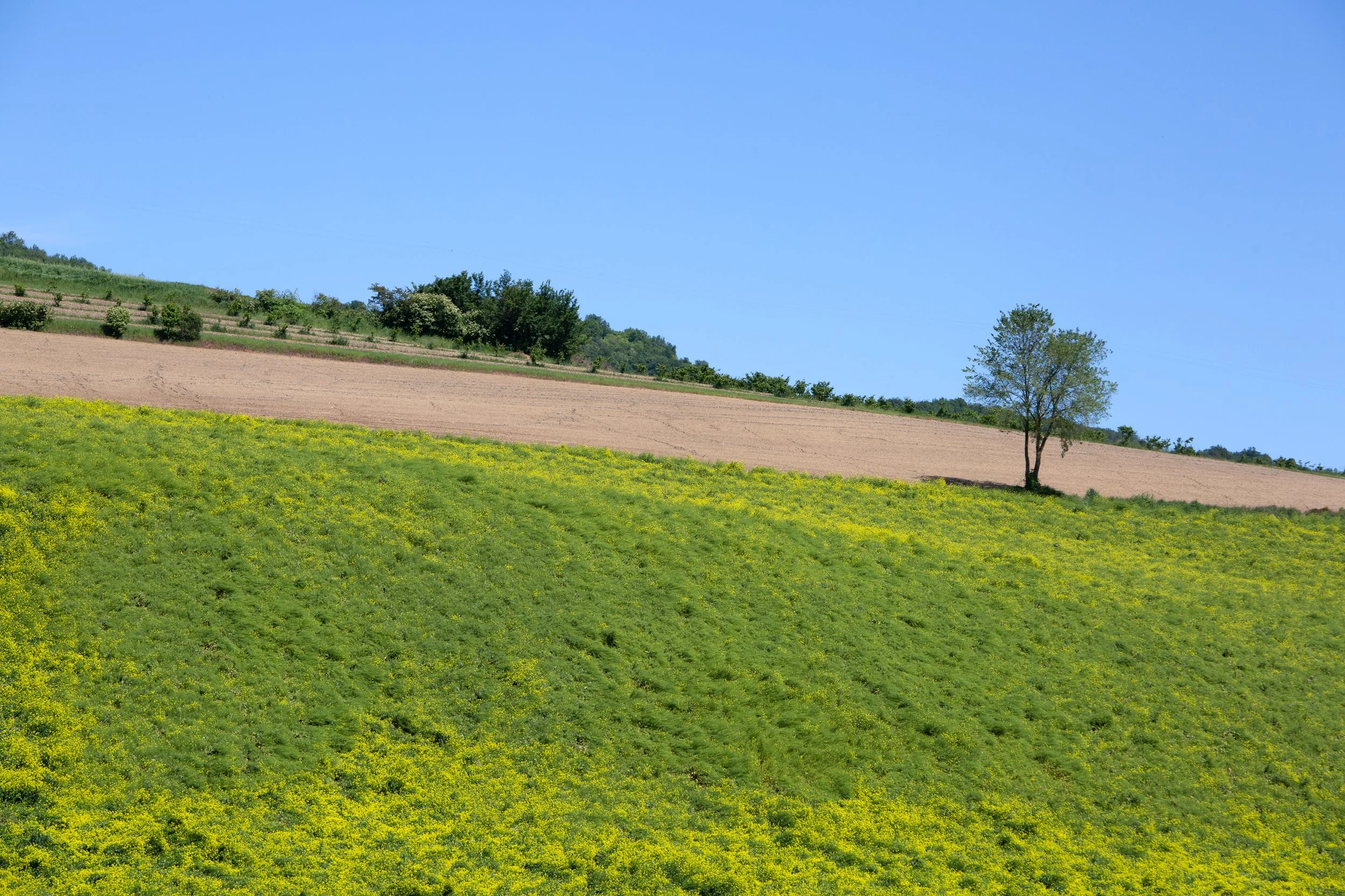 A landscape with rolling green hills covered in yellow wildflowers, a solitary tree on the right, a strip of brown soil, and more green trees in the background under a clear blue sky.