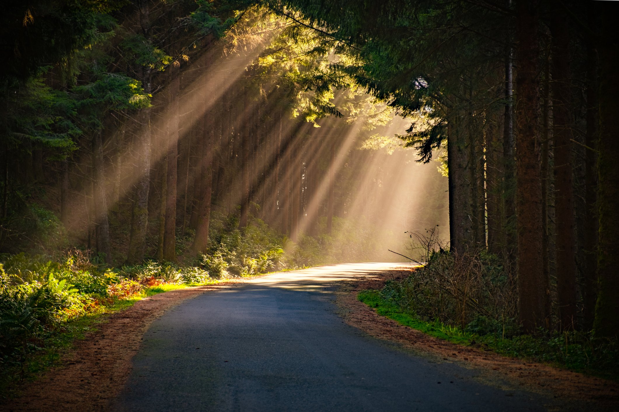 Path forward symbolizing hope and healing available through therapy in Florida and Tennessee
