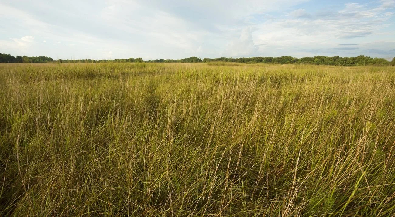 Texas prairie grass landscape